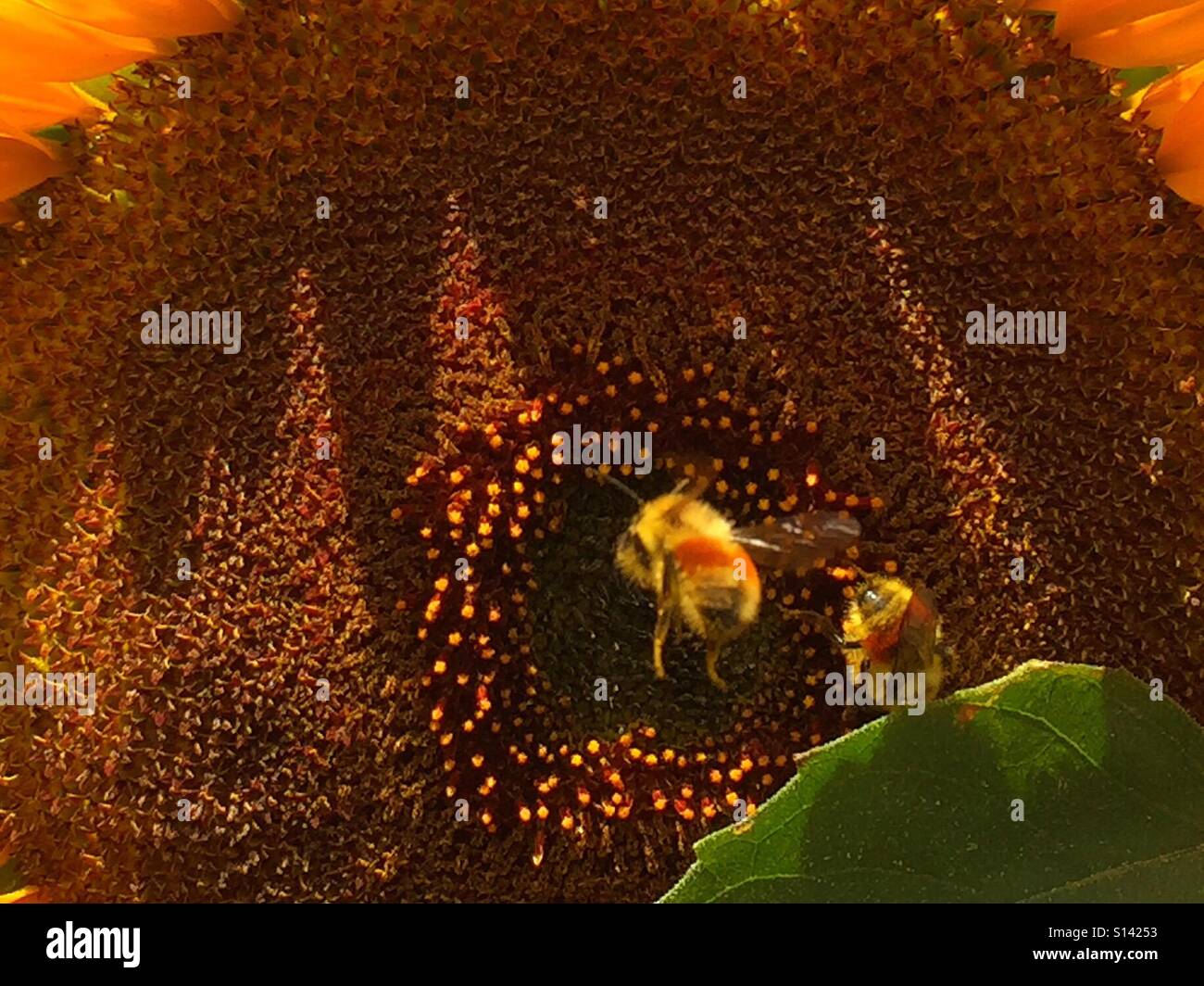 Honey bees on a sunflower Stock Photo Alamy