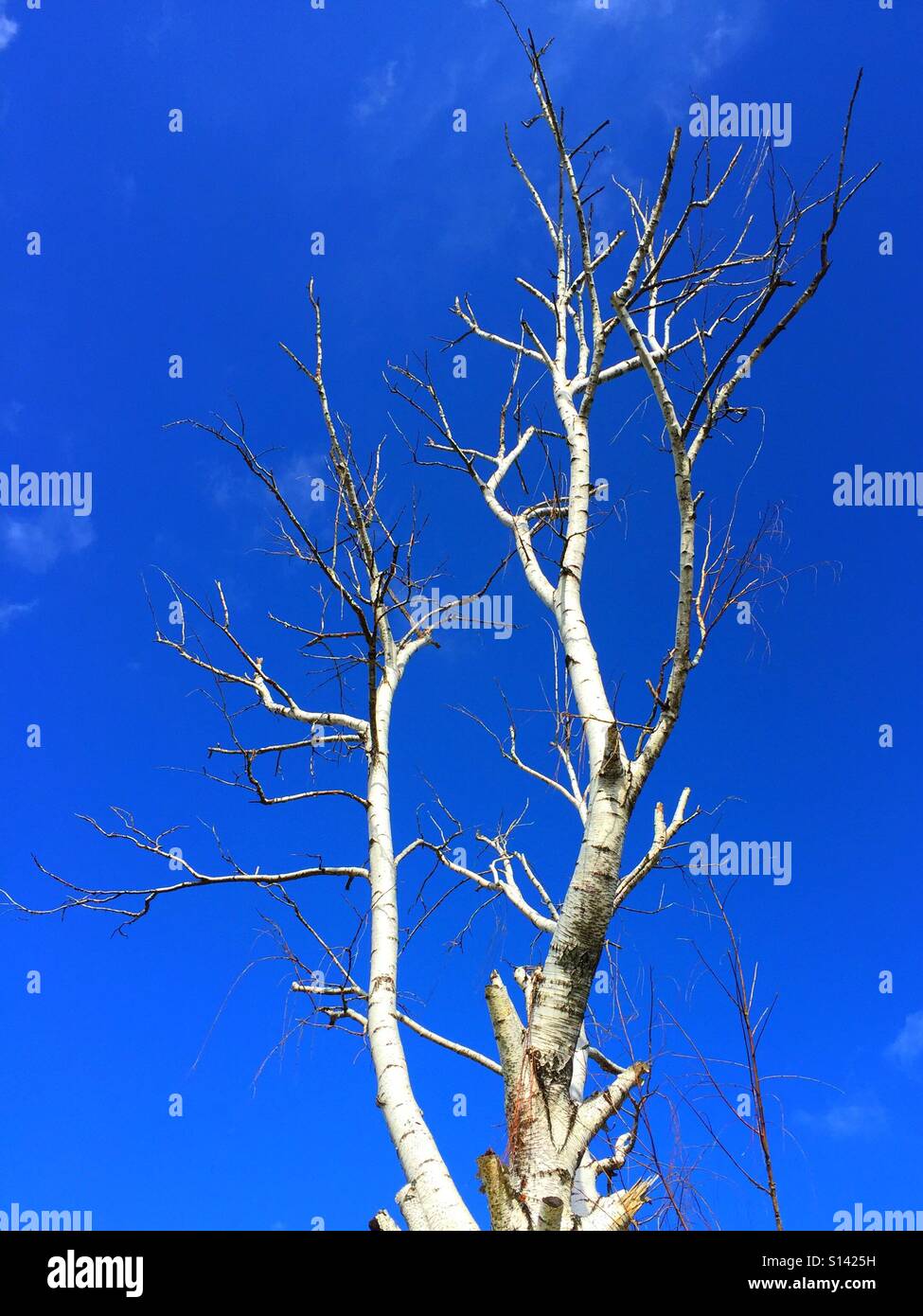 Leafless birch tree against a blue sky - Smartphone Captured Stock Image
