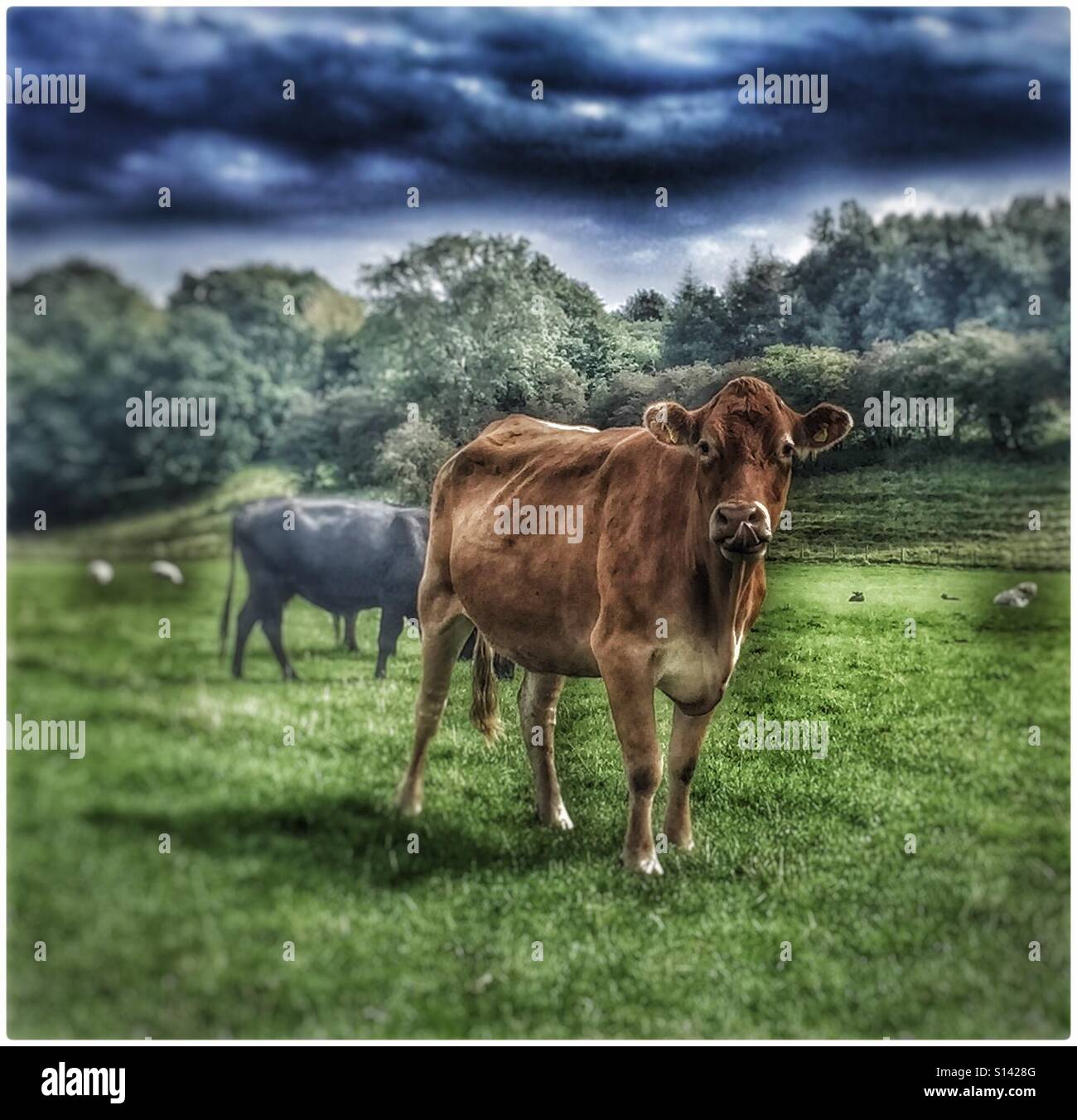 Ribble Valley cow Stock Photo - Alamy