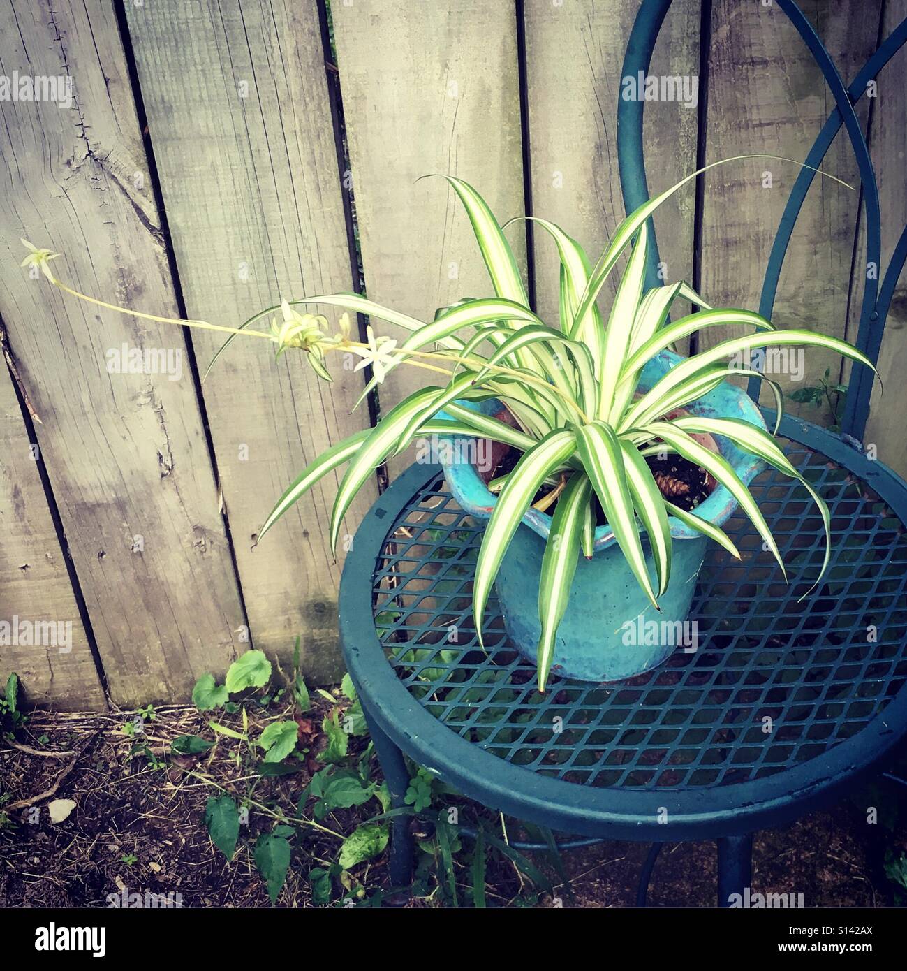 Outdoor spider plant during summer in Ohio Stock Photo