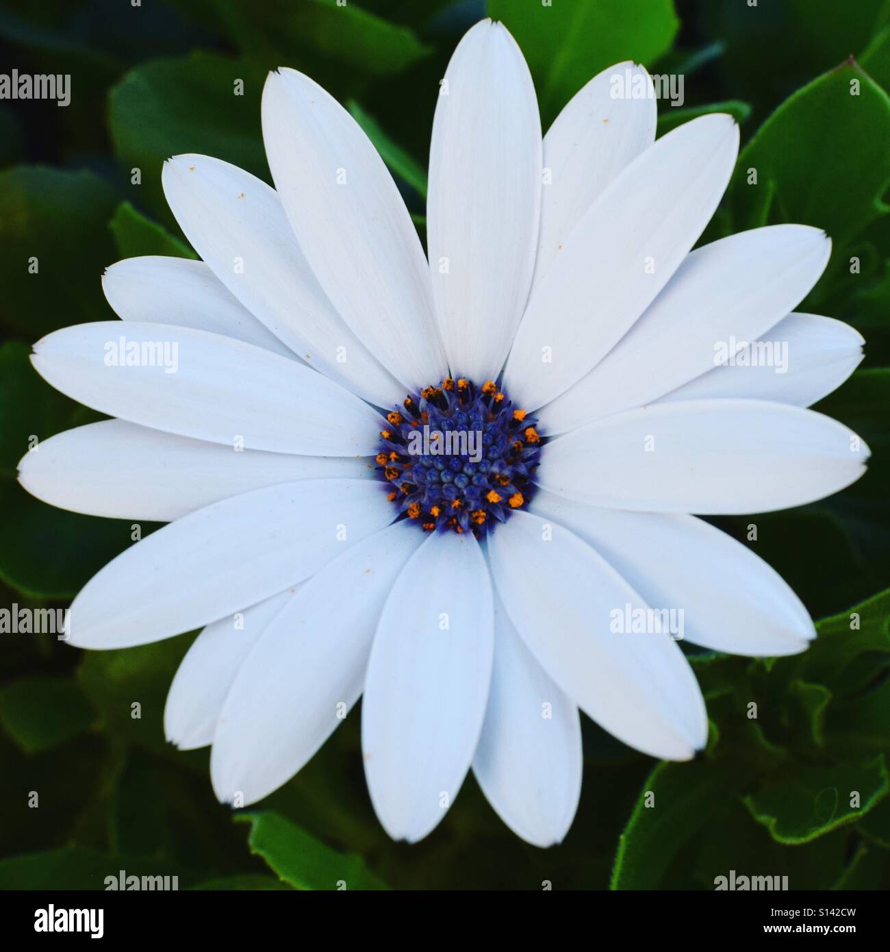 Pretty white flower background Stock Photo - Alamy