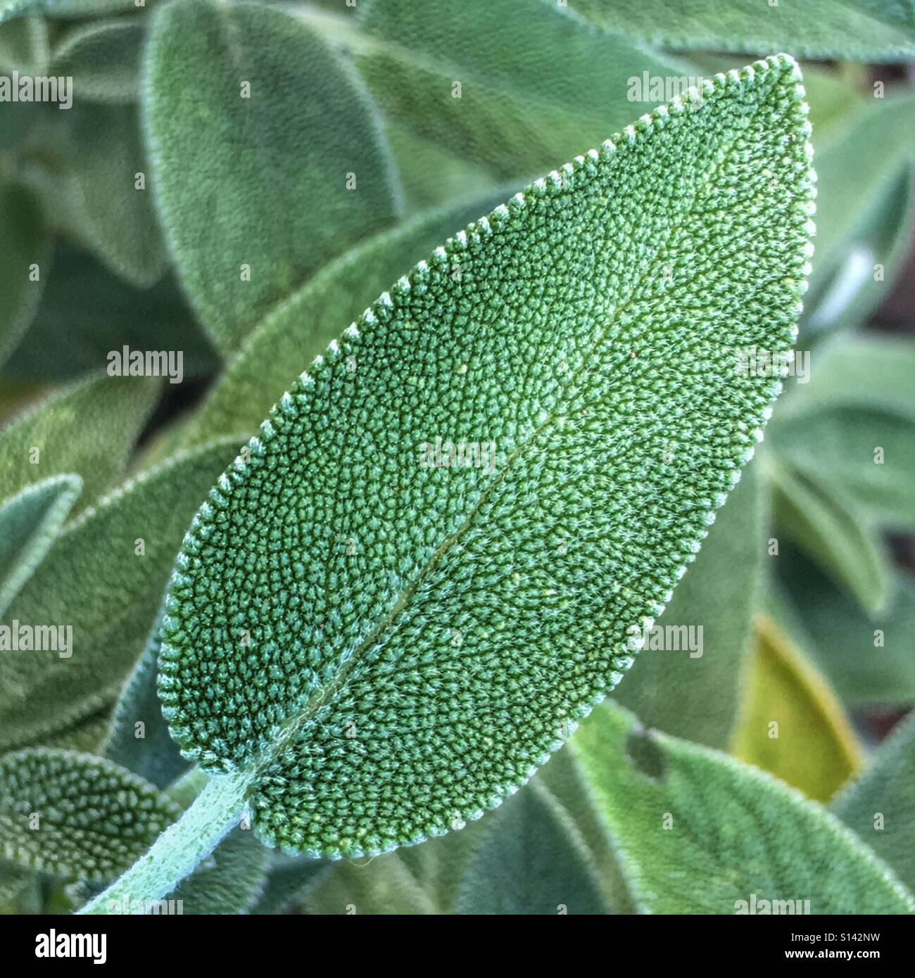 Sage, Salvia officinalis. Leaf Stock Photo Alamy