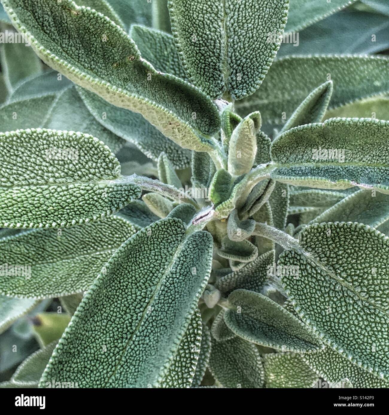Sage, Salvia officinalis Stock Photo