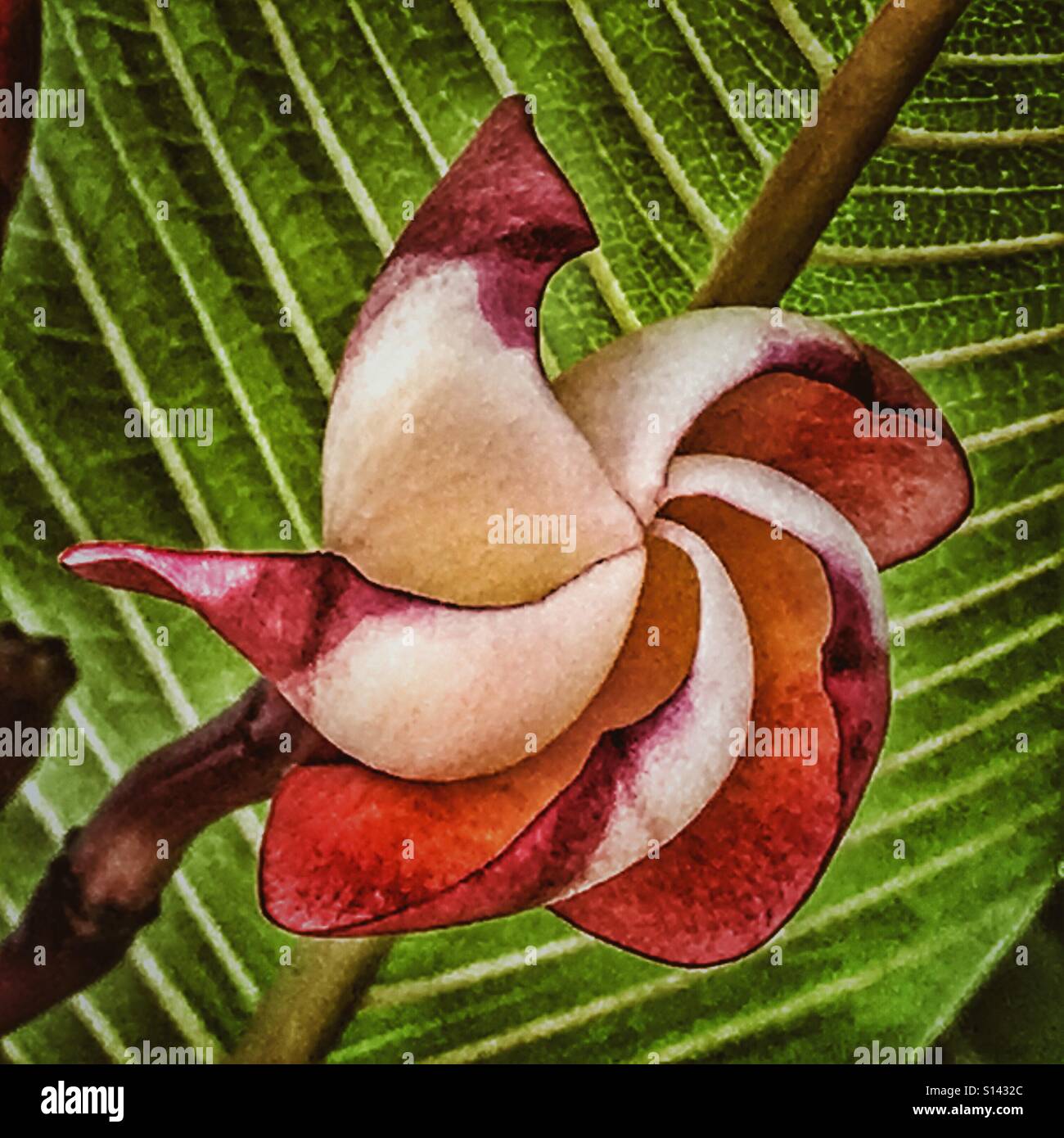 Frangipani flower, partially open Stock Photo Alamy