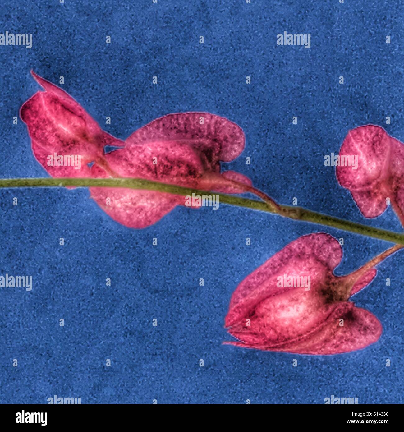 Honolulu creeper, Antigonon leptopus, pink flowers against blue sky - Smartphone Captured Stock Image