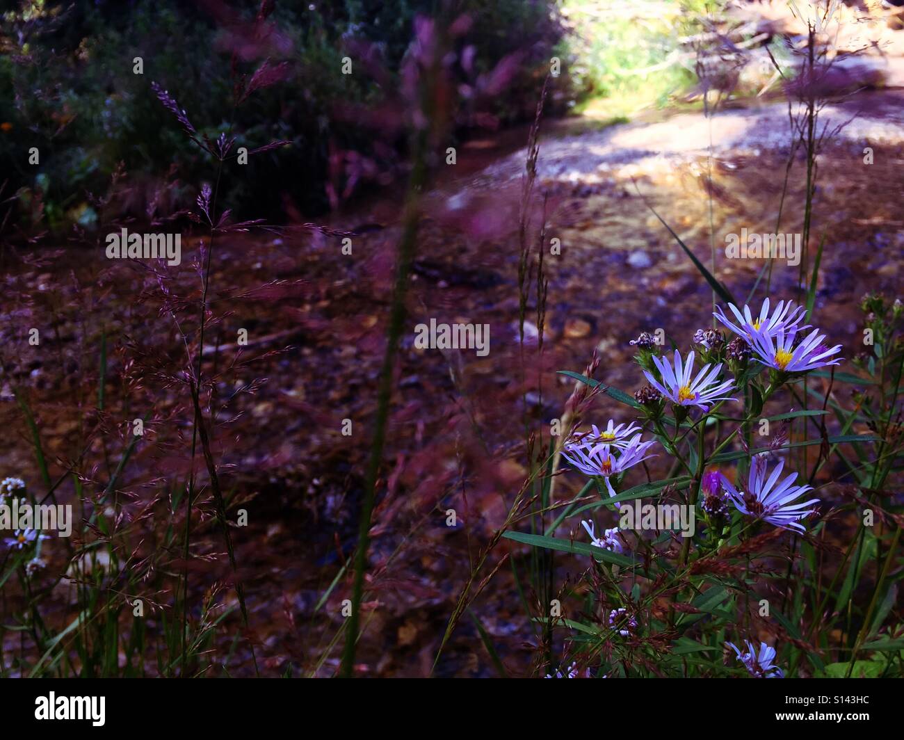 Purple flowers grow by a shady stream in Utah Stock Photo Alamy