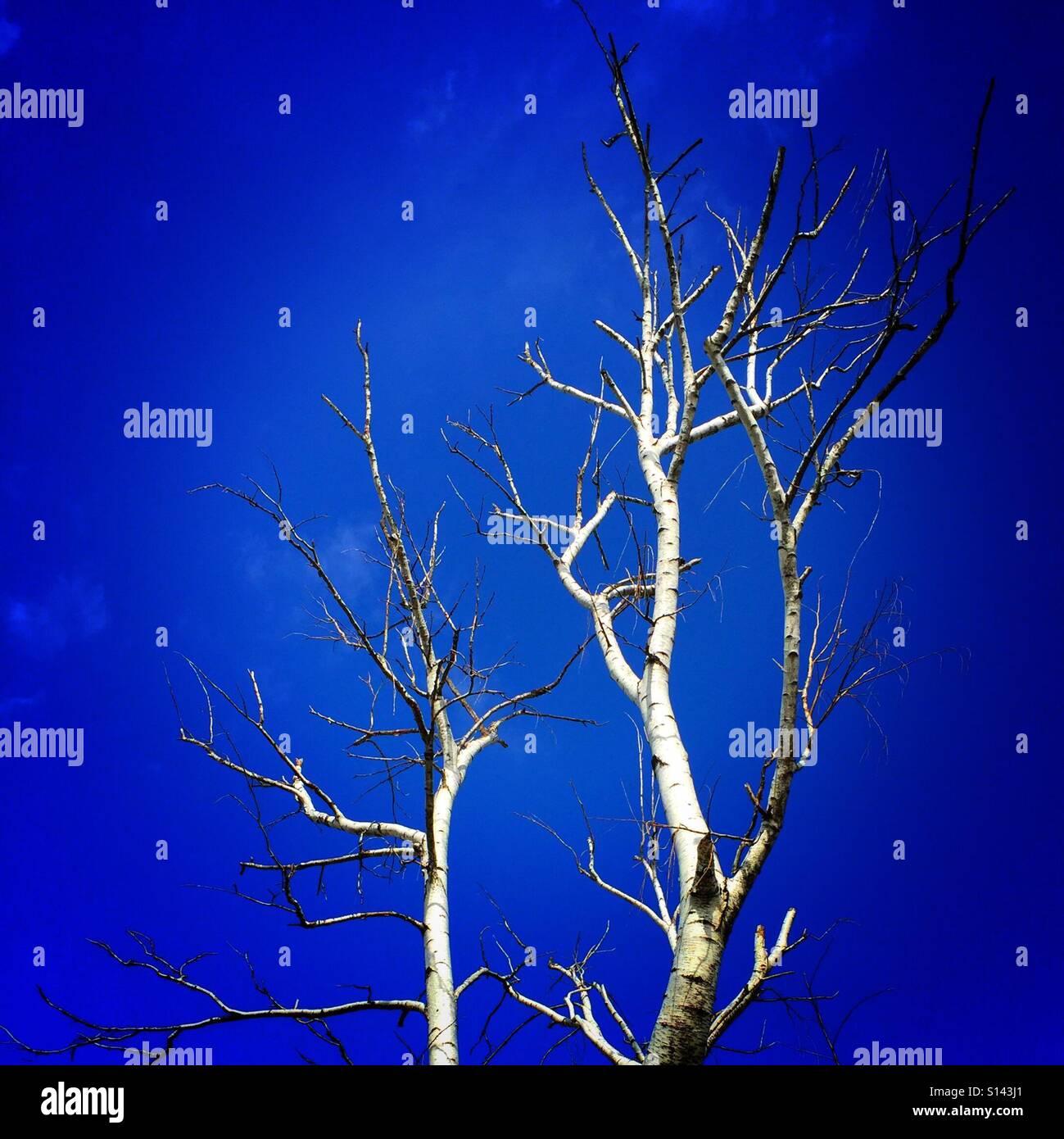 Birch tree without leaves and blue sky Stock Photo Alamy