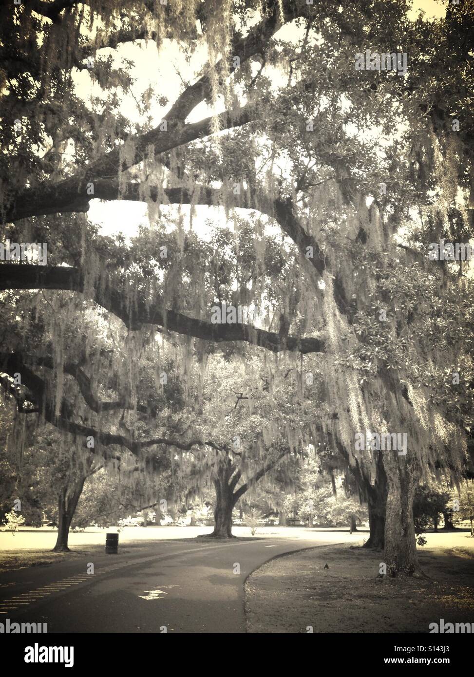 Spanish moss hanging from oak trees in New Orleans Audubon Park Stock Photo Alamy