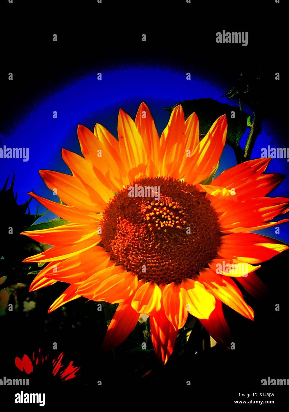 Brightly coloured sunflower and blue sky - Smartphone Captured Stock Image
