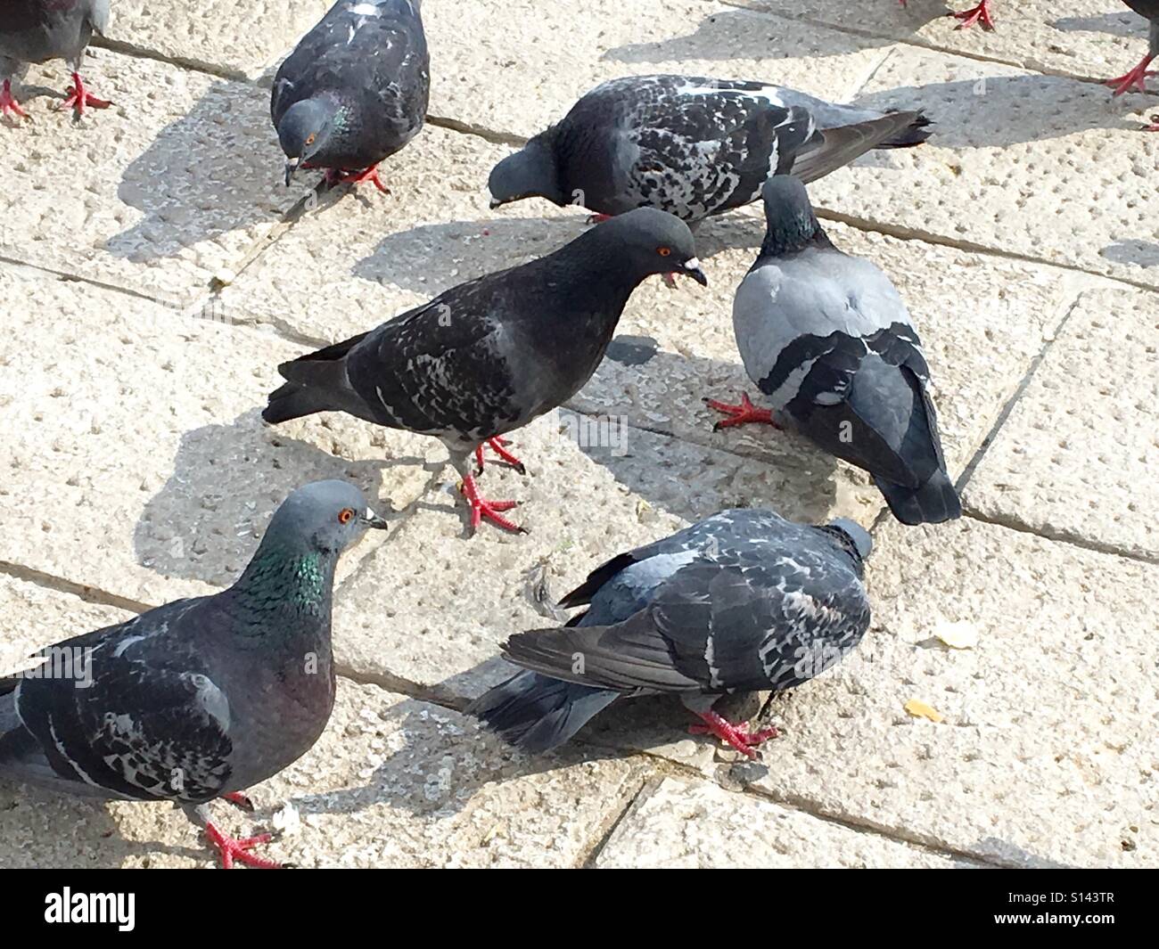 Pigeons on the street Stock Photo Alamy