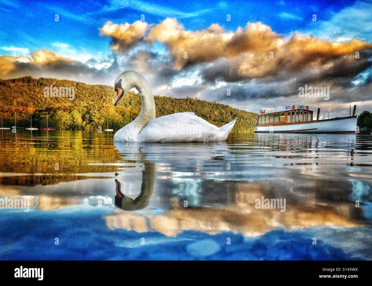 Swan and motor launch on Lake Windermere at Bowness. Reflected in water early in the morning - Smartphone Captured Stock Image
