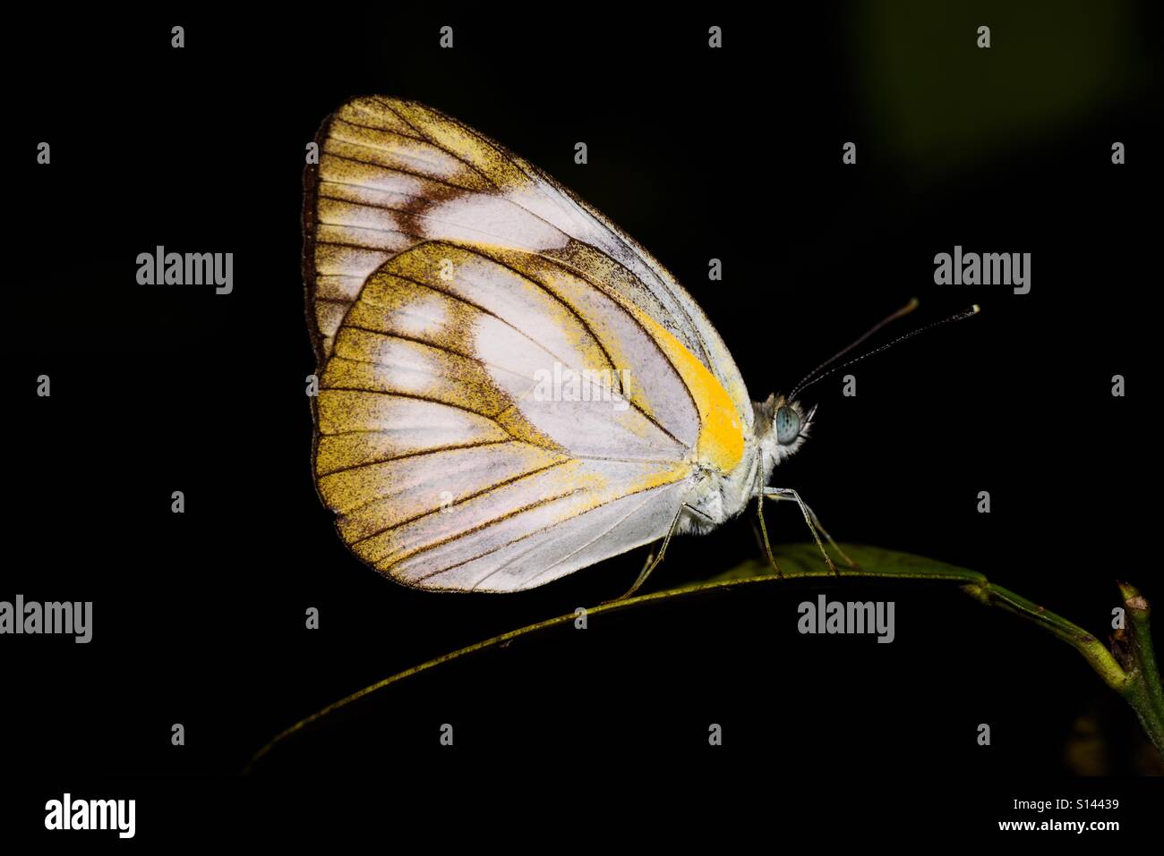 Beautiful butterfly in black background Stock Photo