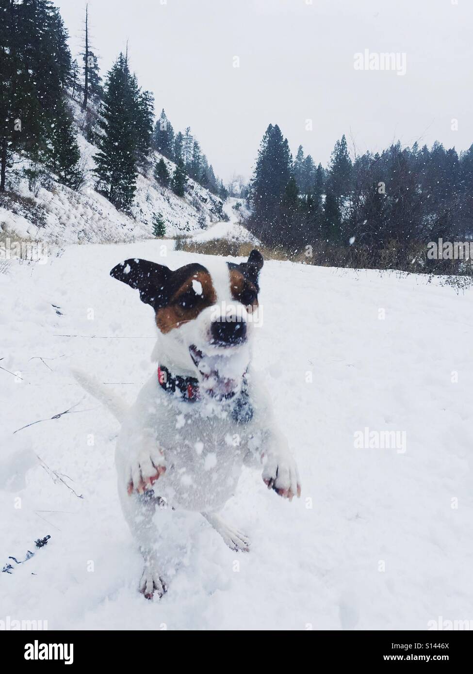 Low angle view of a small dog catching a snowball in her mouth - Smartphone Captured Stock Image