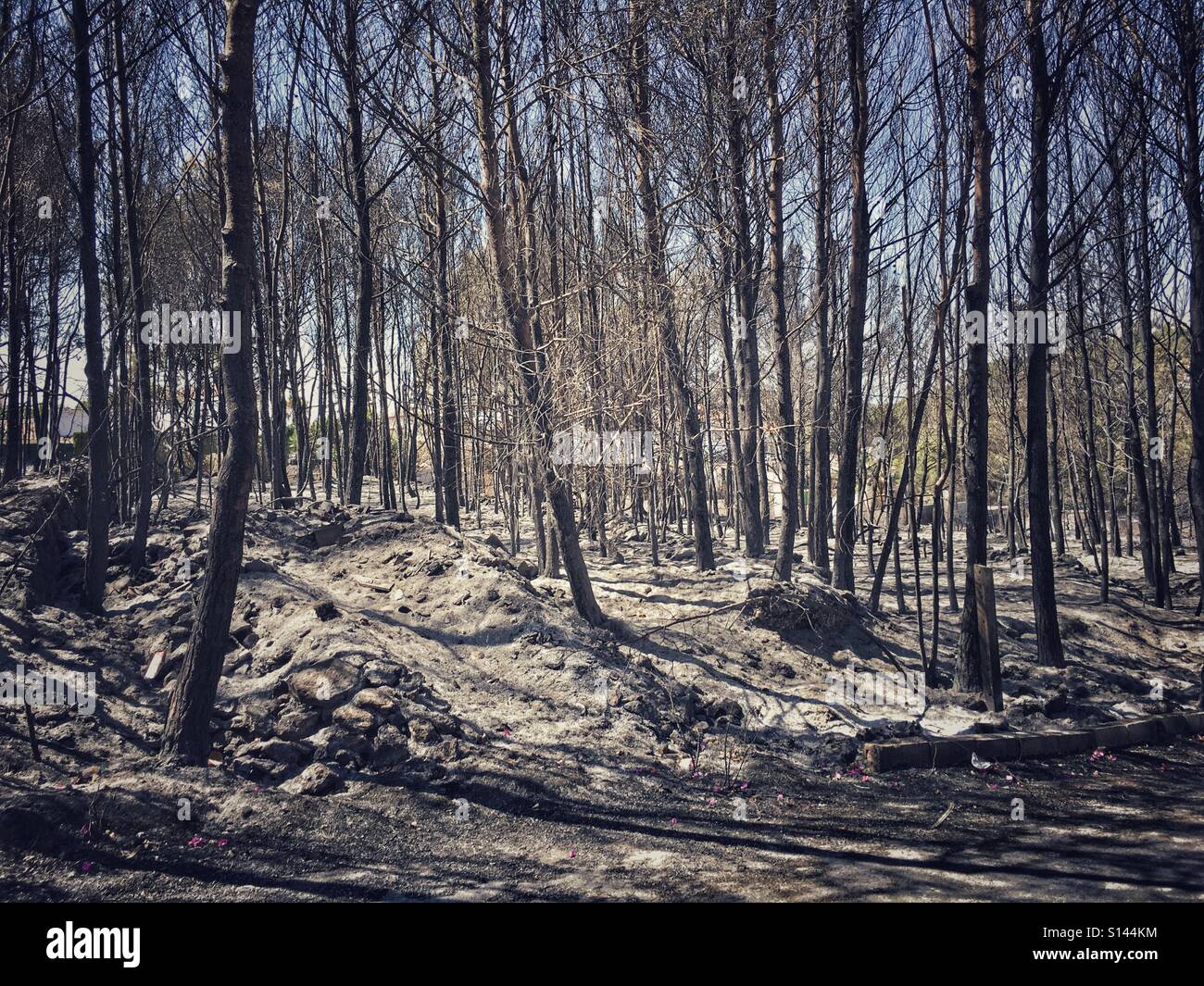 Woodland destroyed by wild fire, Spain - Smartphone Captured Stock Image