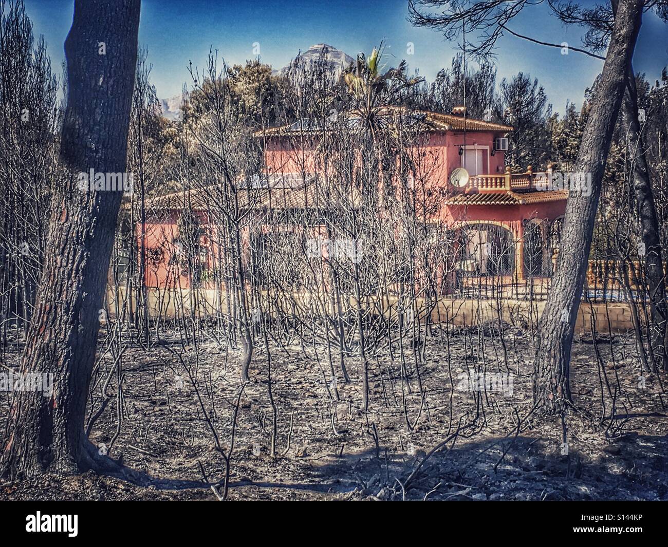 House surrounded by burnt woodland, - Smartphone Captured Stock Image