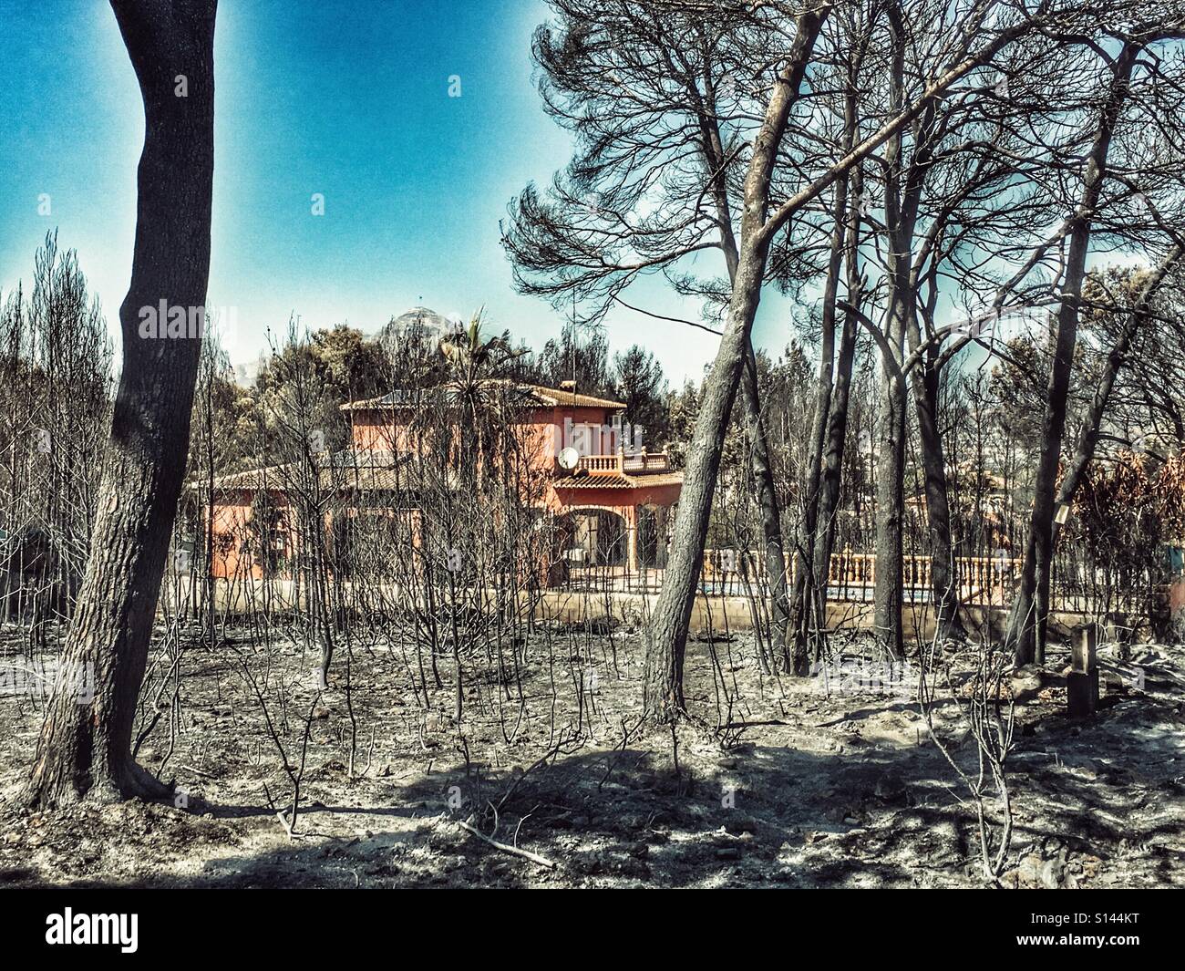 House, apparently unscathed, surrounded by burnt trees. - Smartphone Captured Stock Image