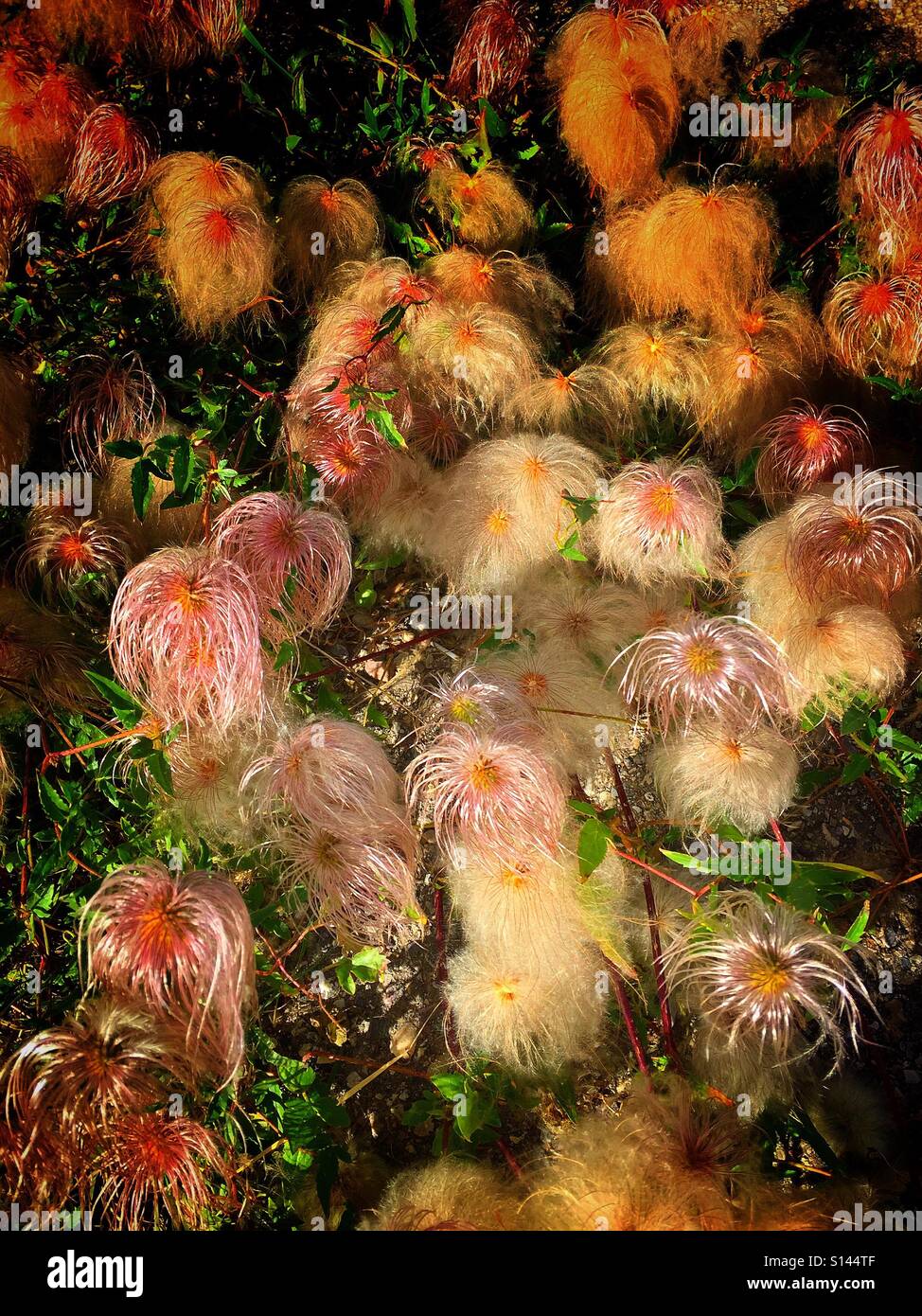 Wild clematis in autumn - Smartphone Captured Stock Image