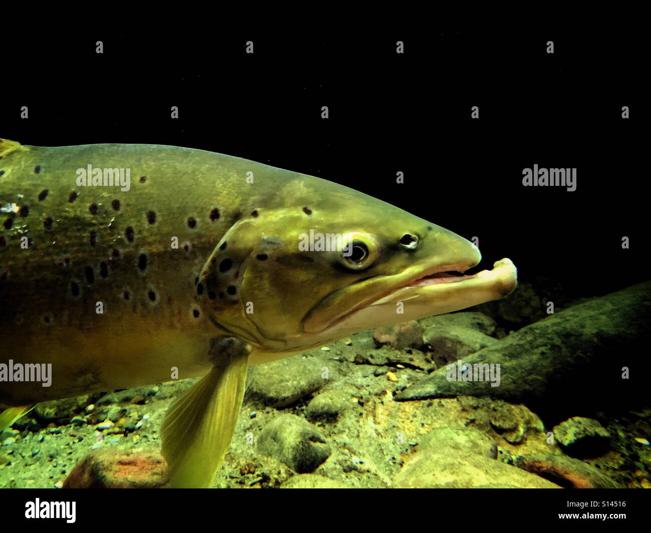 Brown trout in an aquarium - Smartphone Captured Stock Image