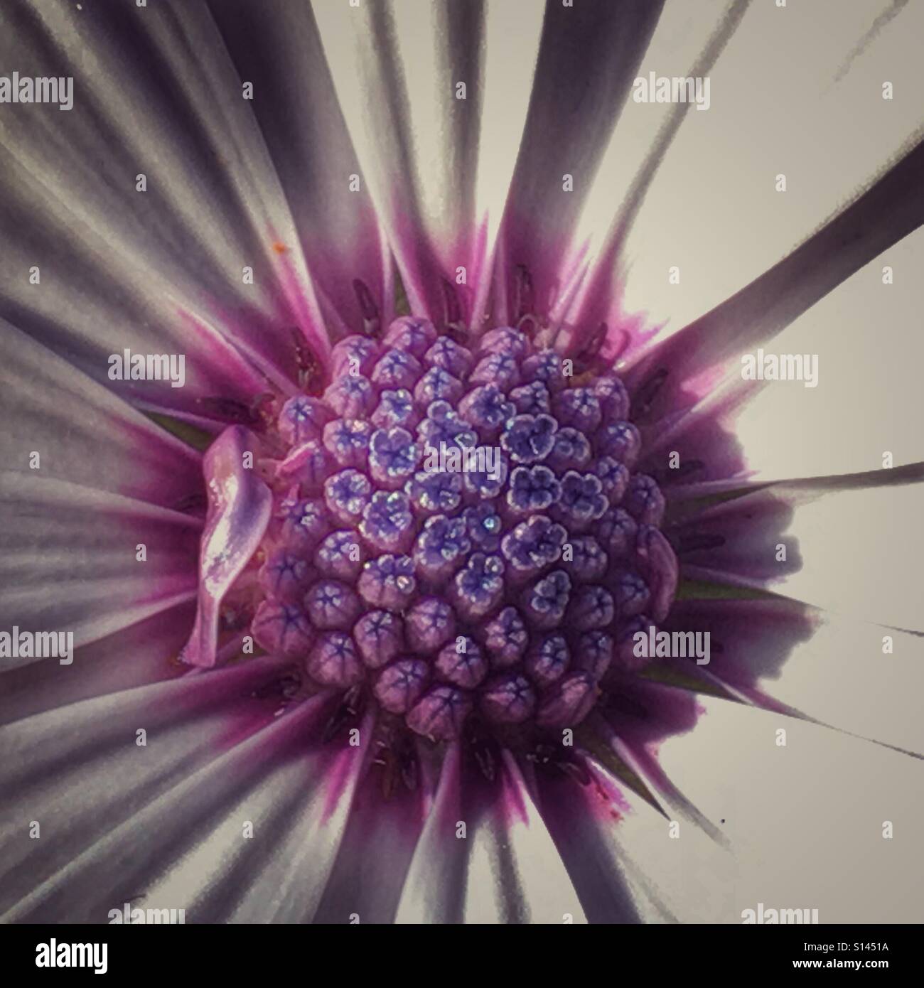 Osteospermum, or African Daisy. Close up - Smartphone Captured Stock Image