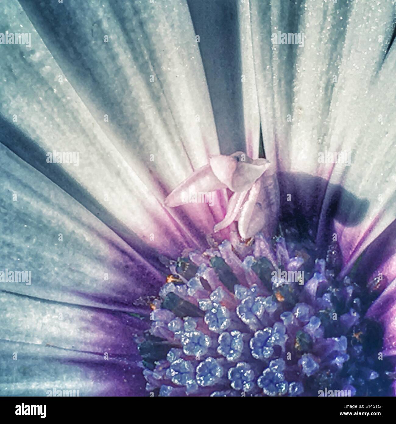 Osteospermum, or African Daisy. Flower, close up - Smartphone Captured Stock Image