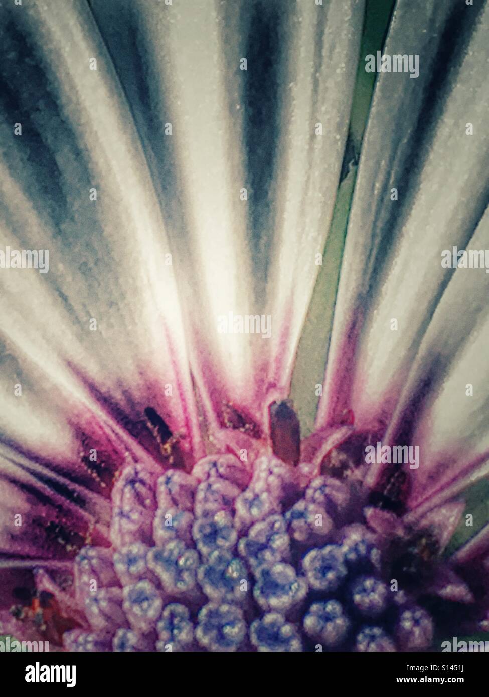 Osteospermum, or African Daisy. Flower, close up - Smartphone Captured Stock Image