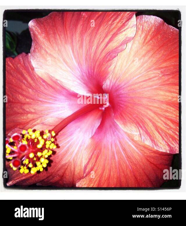 Gorgeous hibiscus hi-res stock photography and images - Alamy