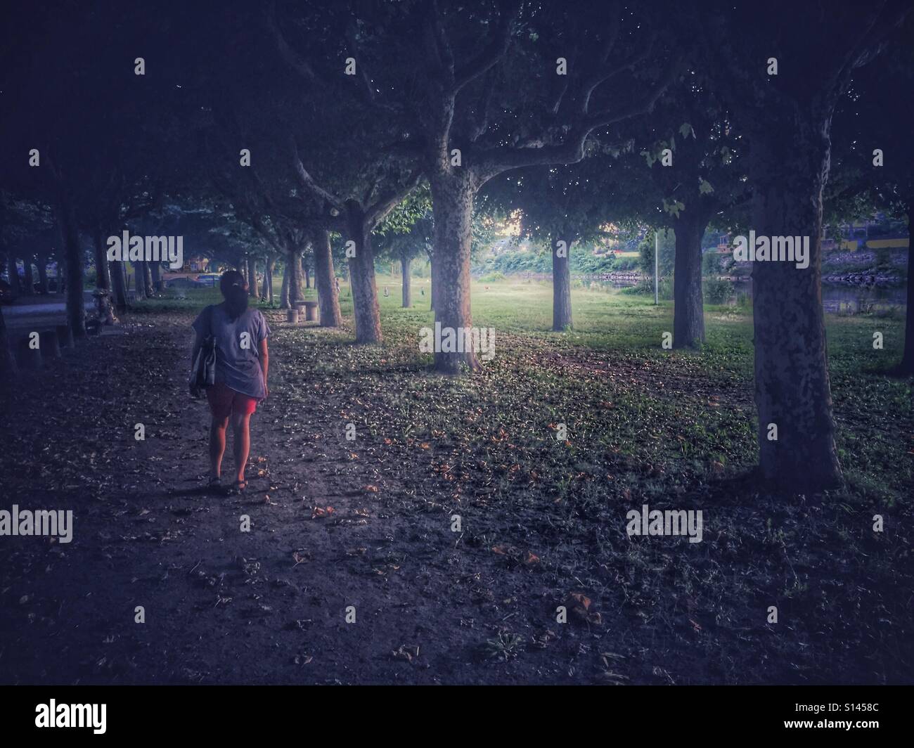 Walking in the forest at sunset - Smartphone Captured Stock Image Walking in the forest at sunset - Smartphone Captured Stock Image