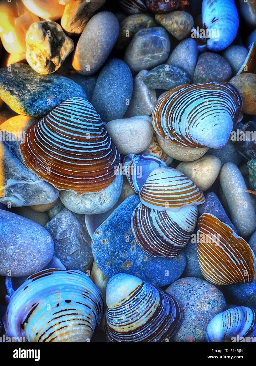 Mussels/ clams Stock Photo
