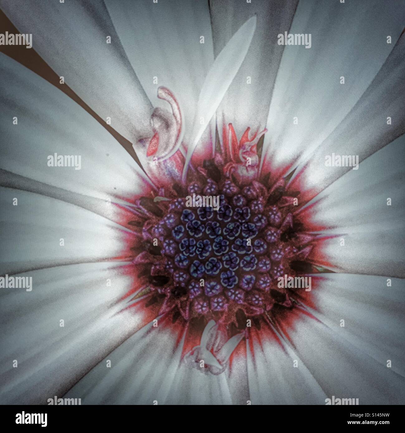 Osteospermum or African Daisy - Smartphone Captured Stock Image