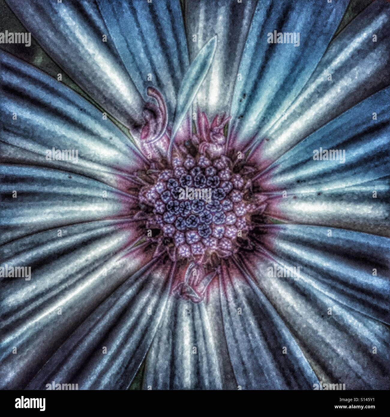 Osteospermum or African Daisy - Smartphone Captured Stock Image