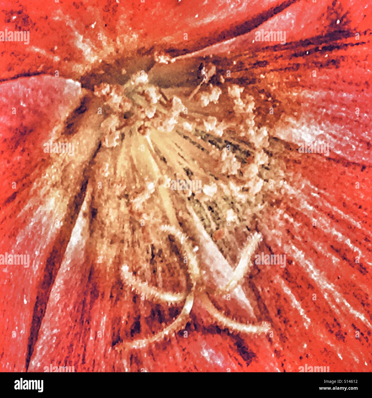 Portulaca oleracea. Flower, close up - Smartphone Captured Stock Image