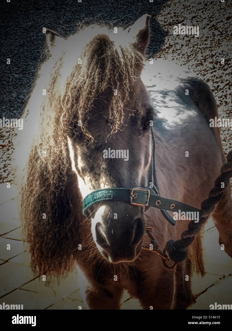 Falabella miniature horse on a lead rope - Smartphone Captured Stock Image