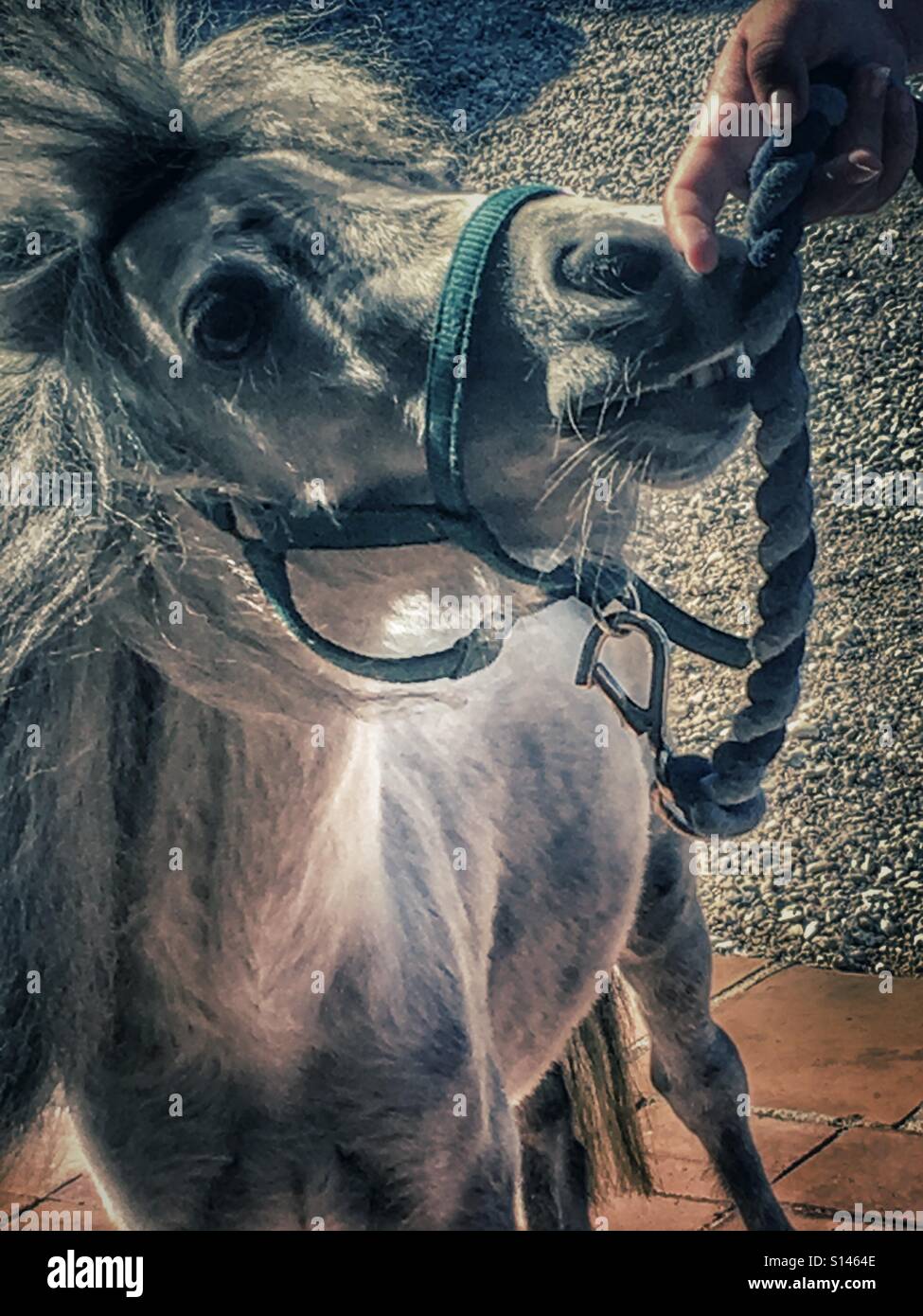 Falabella miniature pony , on a lead rope, nuzzling owner's hand. - Smartphone Captured Stock Image