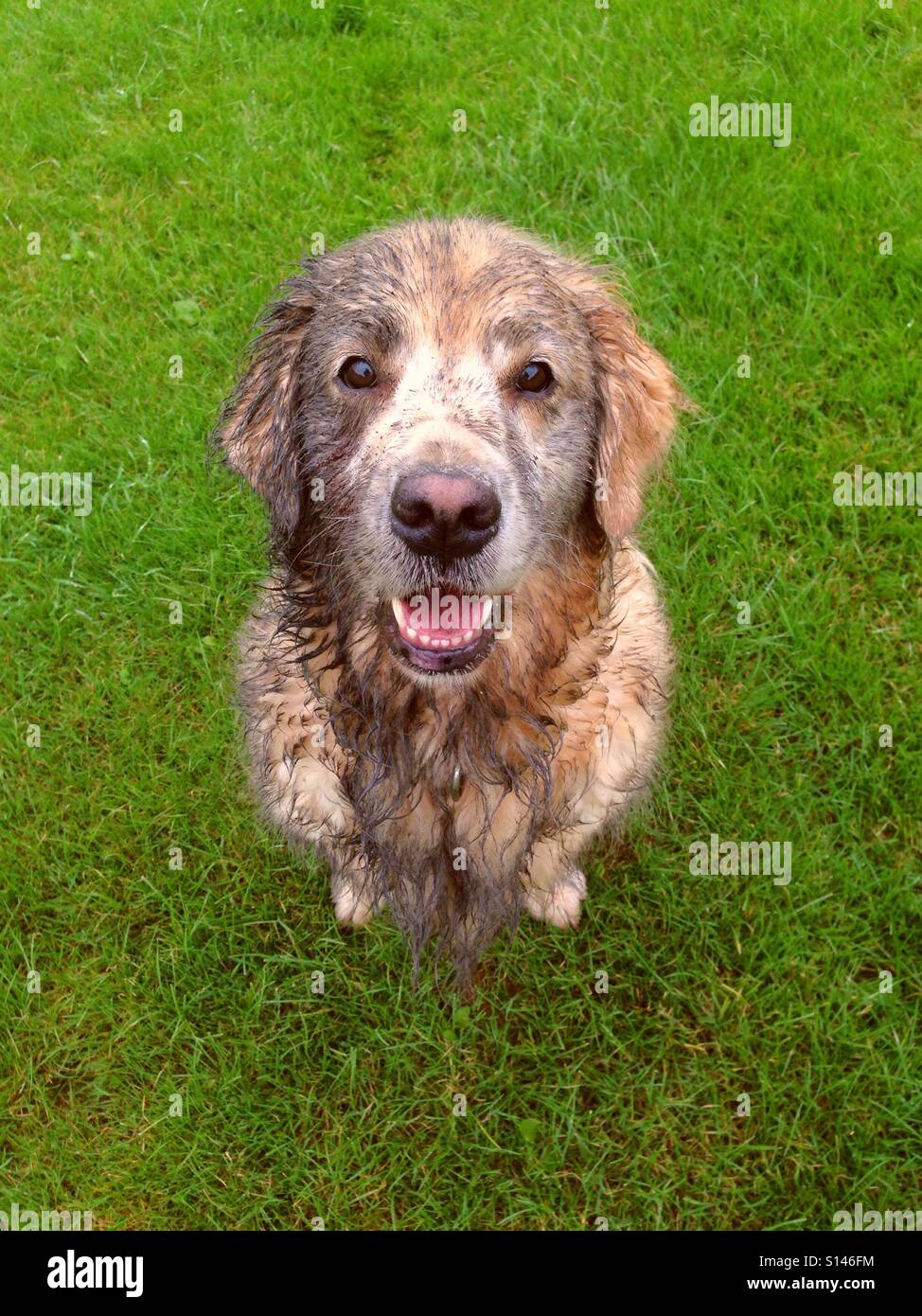 A talent for muck - Smartphone Captured Stock Image