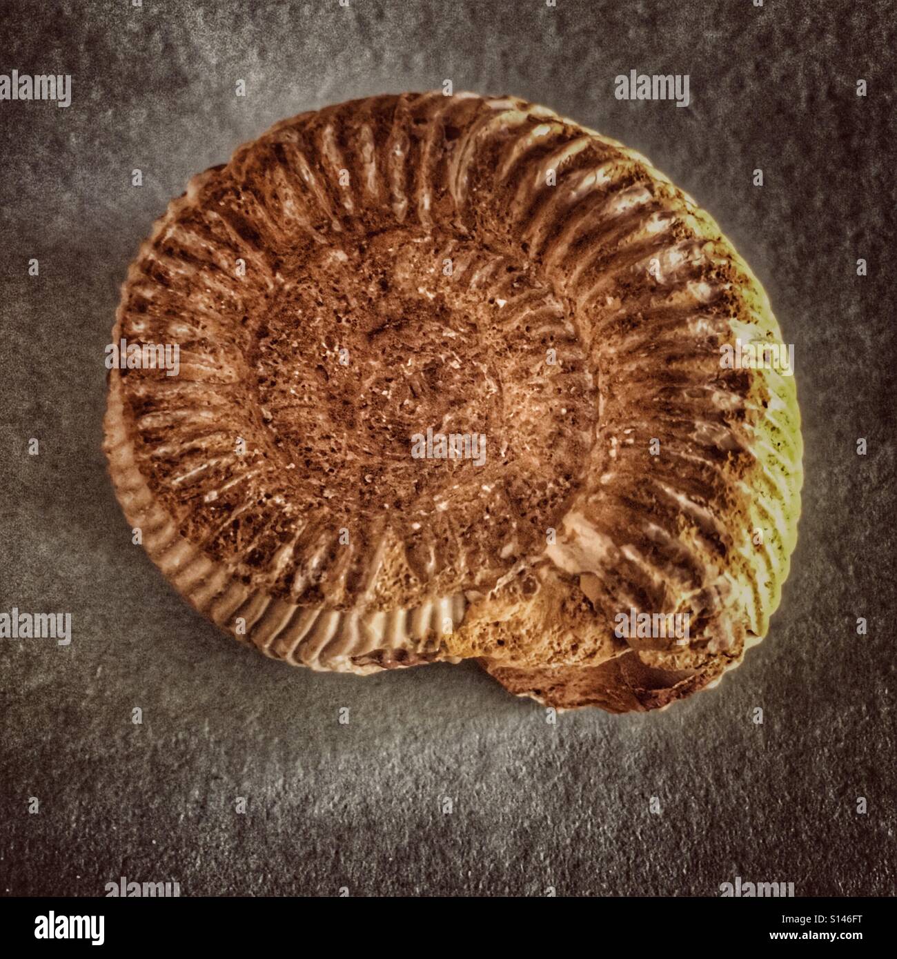 Ammonite fossil - Smartphone Captured Stock Image