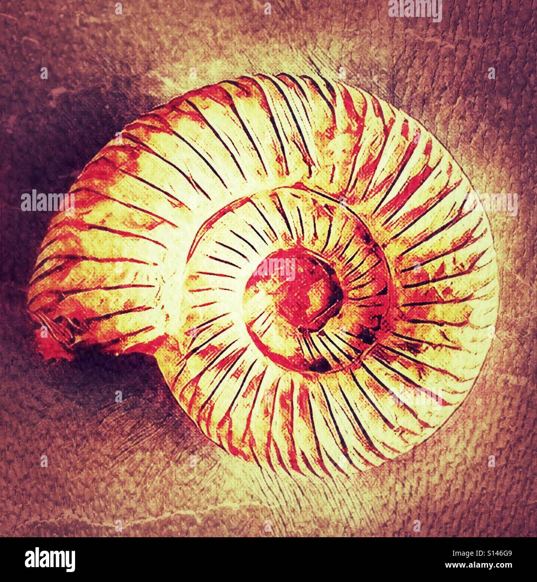 Ammonite fossil - Smartphone Captured Stock Image