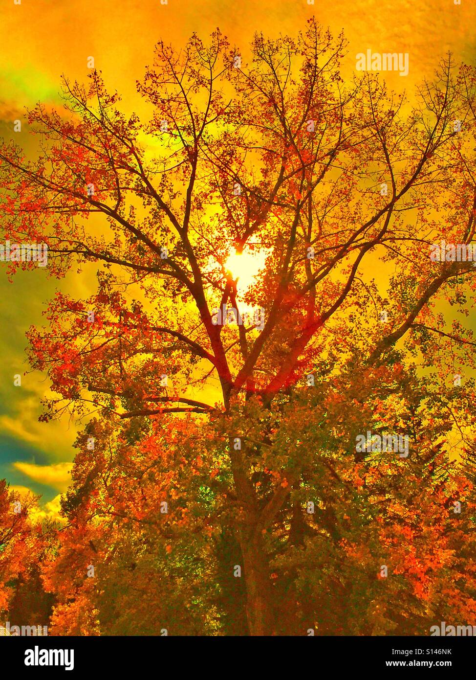 Autumn colours facing the afternoon sun - Smartphone Captured Stock Image