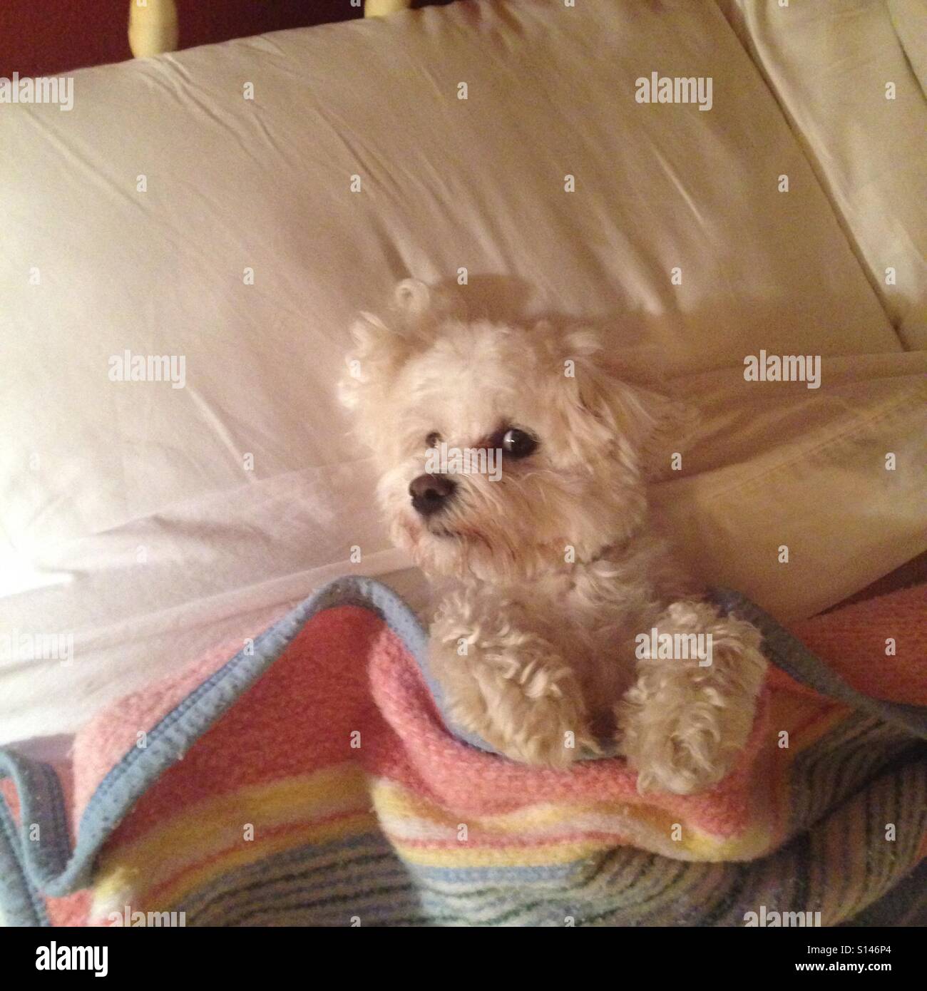 Putter napping in bed. Stock Photo