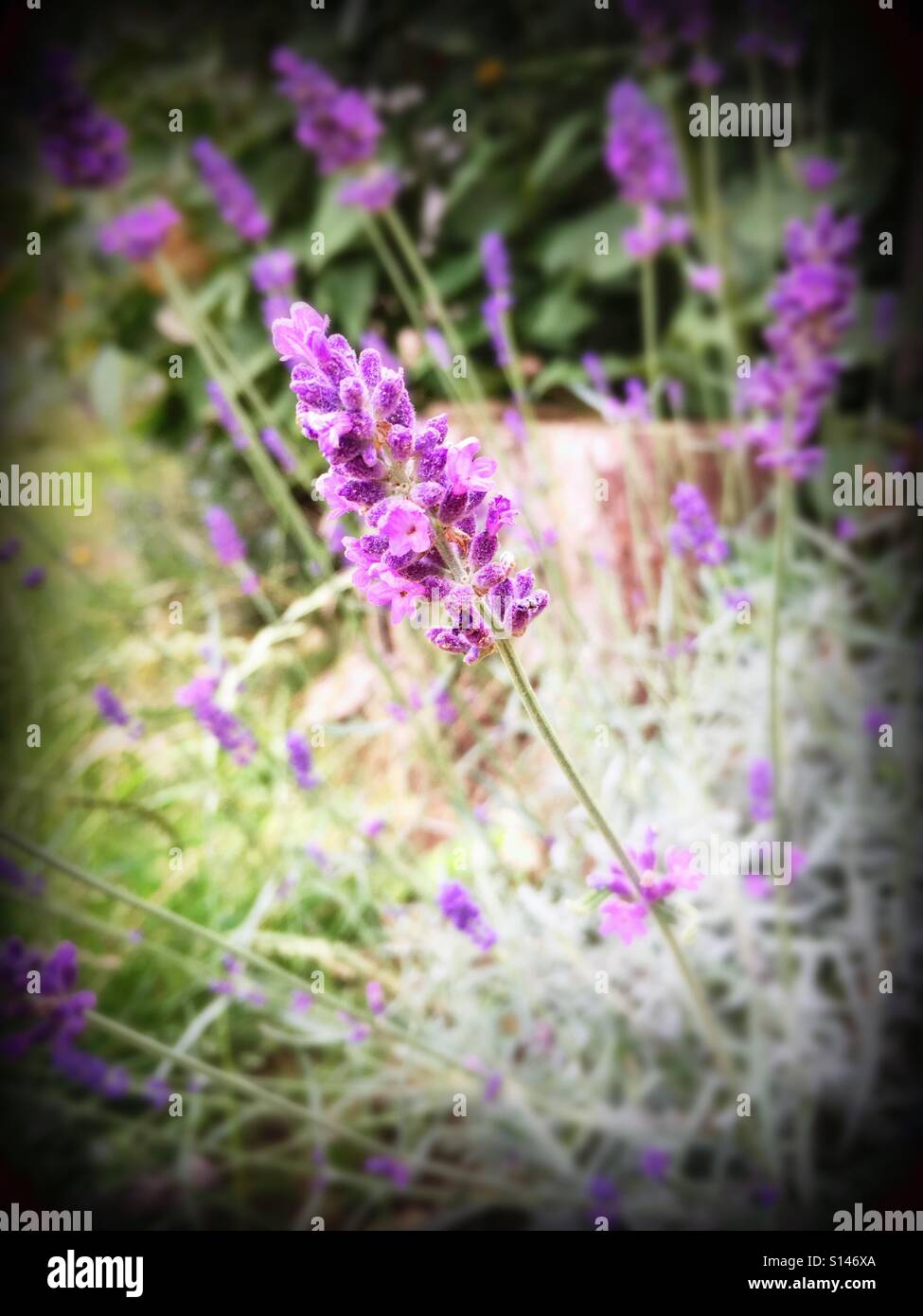 English Lavender Stock Photo