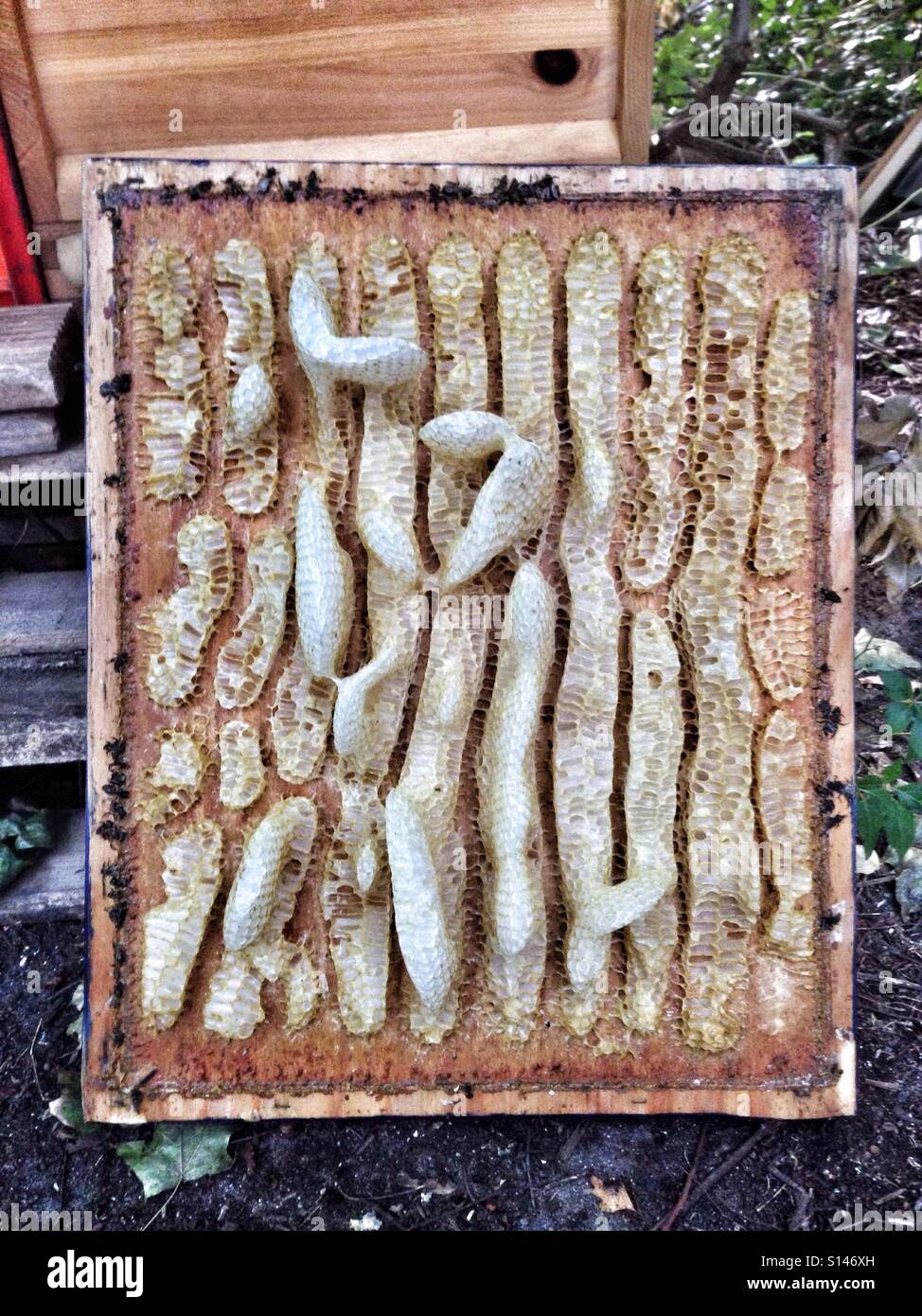 Burr comb on the inside of a hive lid - Smartphone Captured Stock Image
