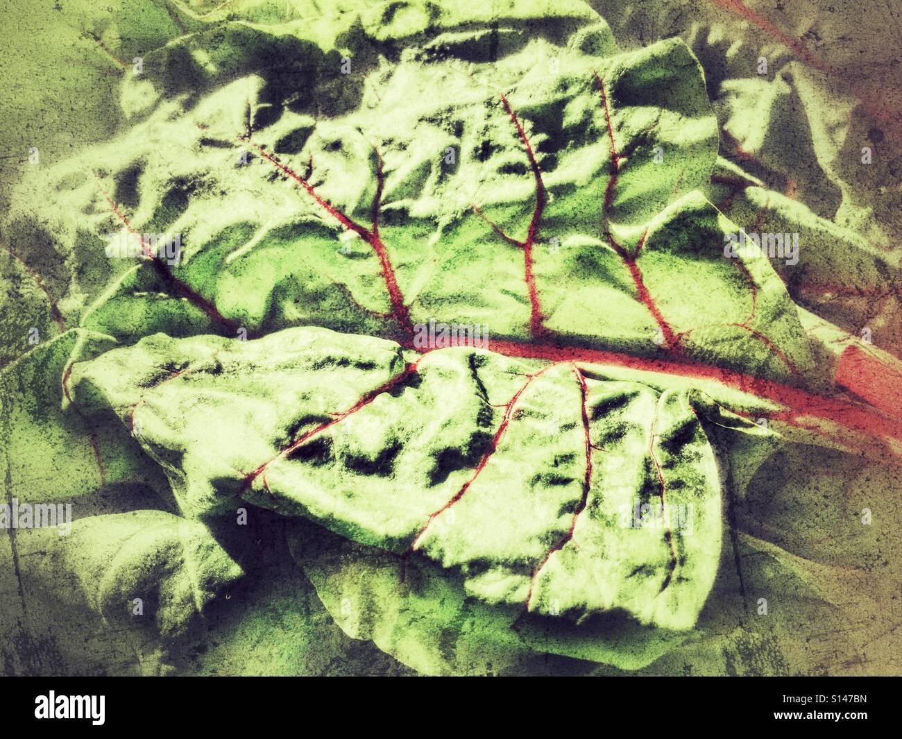 Swiss chard, close up - Smartphone Captured Stock Image