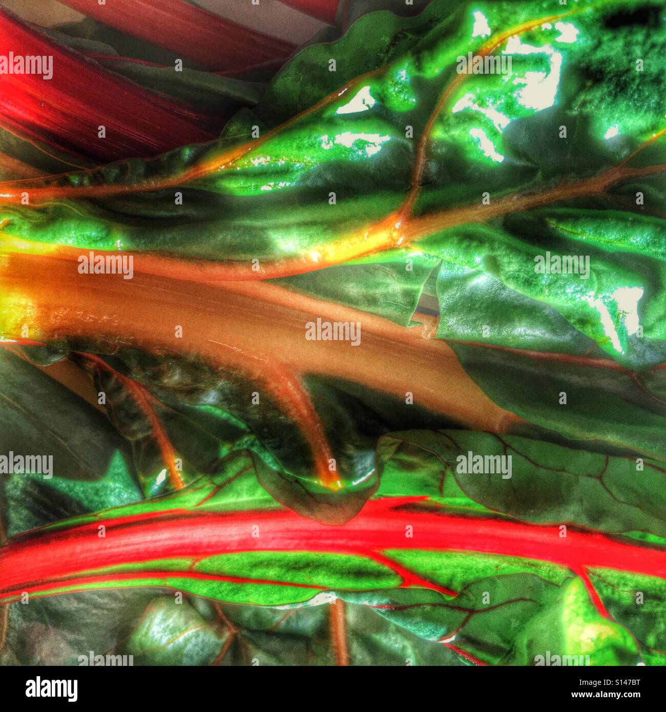 Swiss chard - Smartphone Captured Stock Image