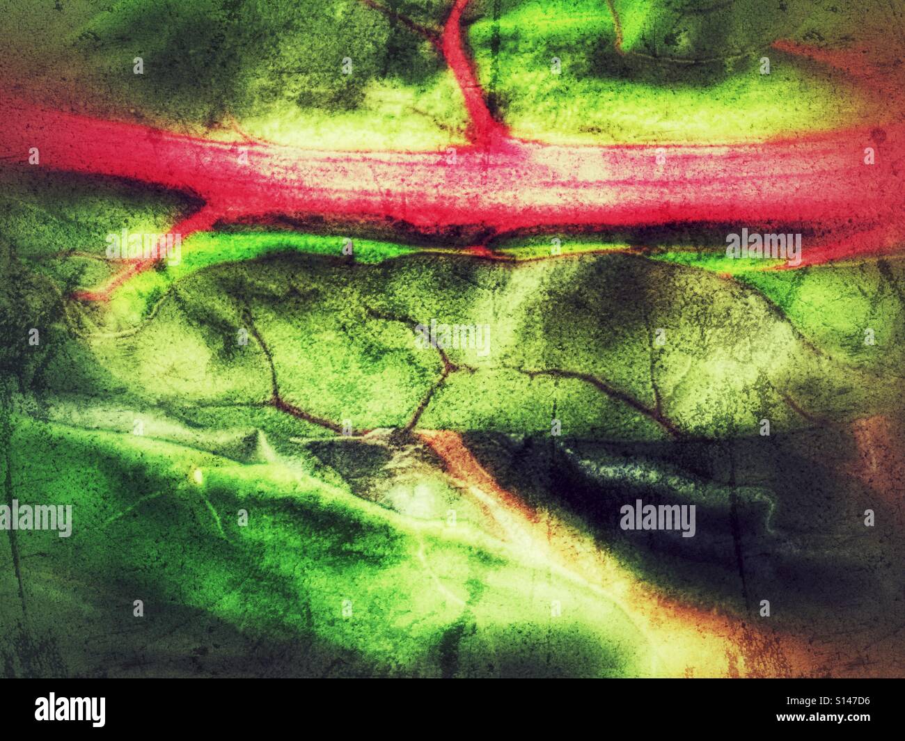 Swiss chard - Smartphone Captured Stock Image