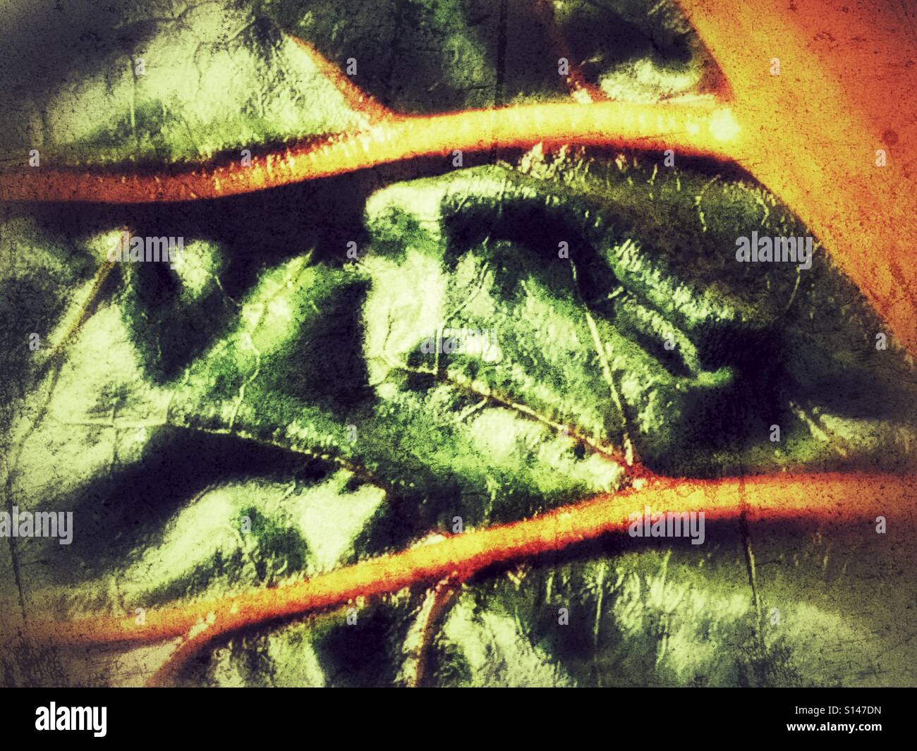 Swiss chard - Smartphone Captured Stock Image