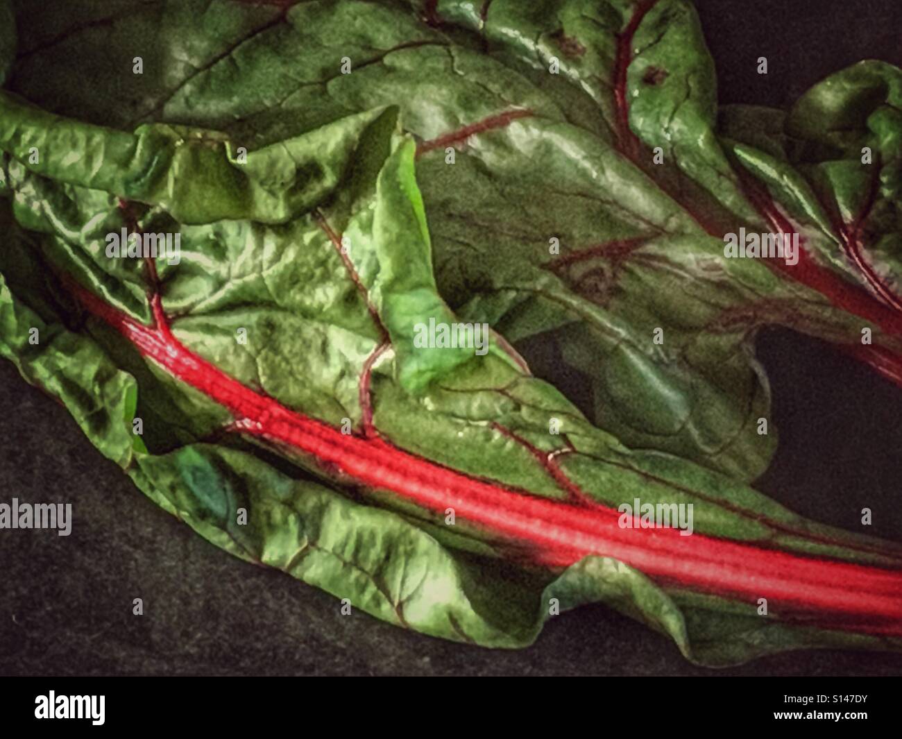 Swiss chard - Smartphone Captured Stock Image