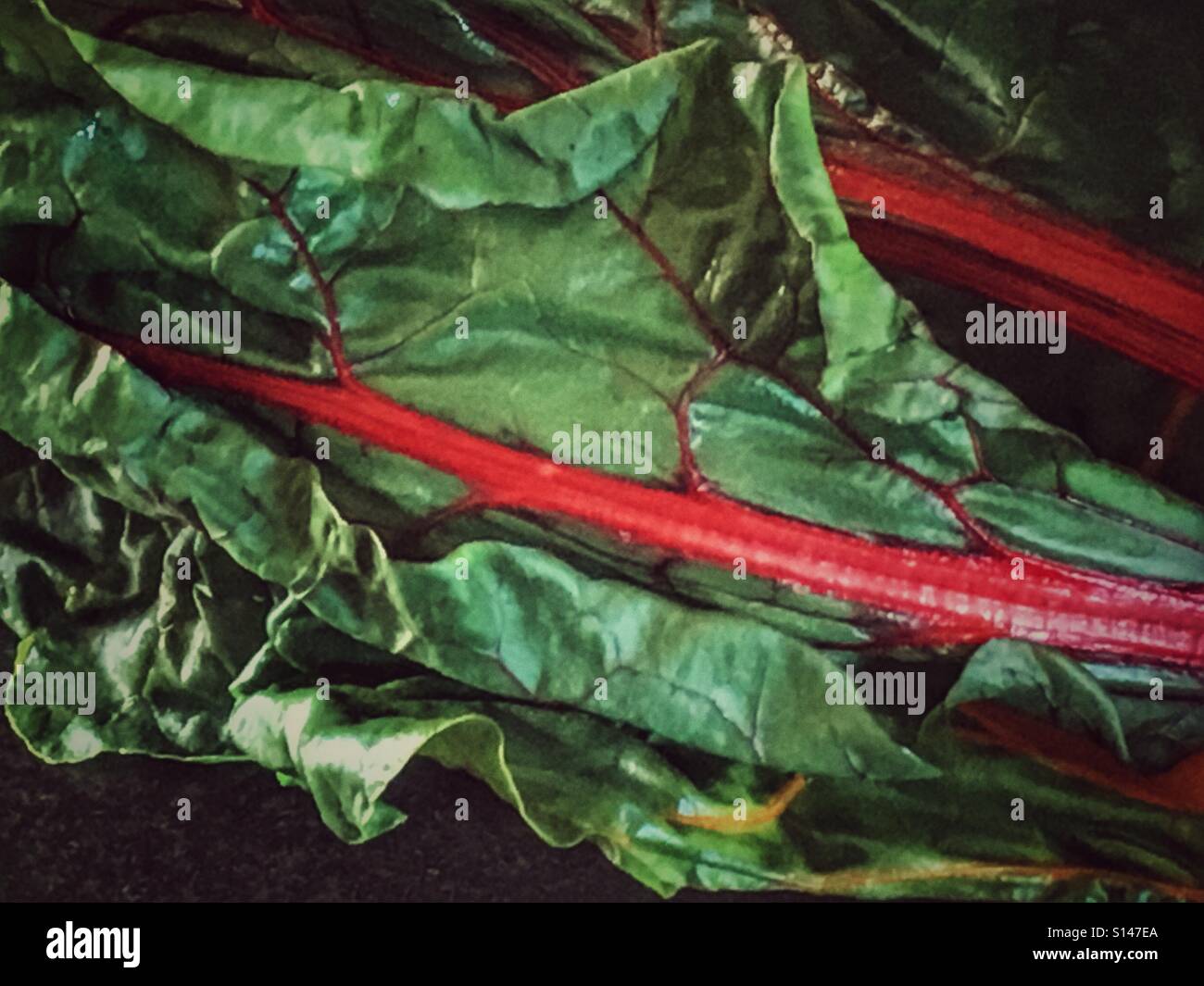 Swiss chard - Smartphone Captured Stock Image