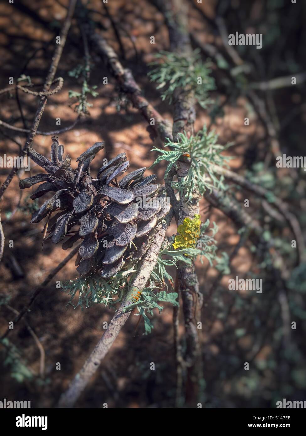 Pine cone with lichen growing in Formentera - Smartphone Captured Stock Image