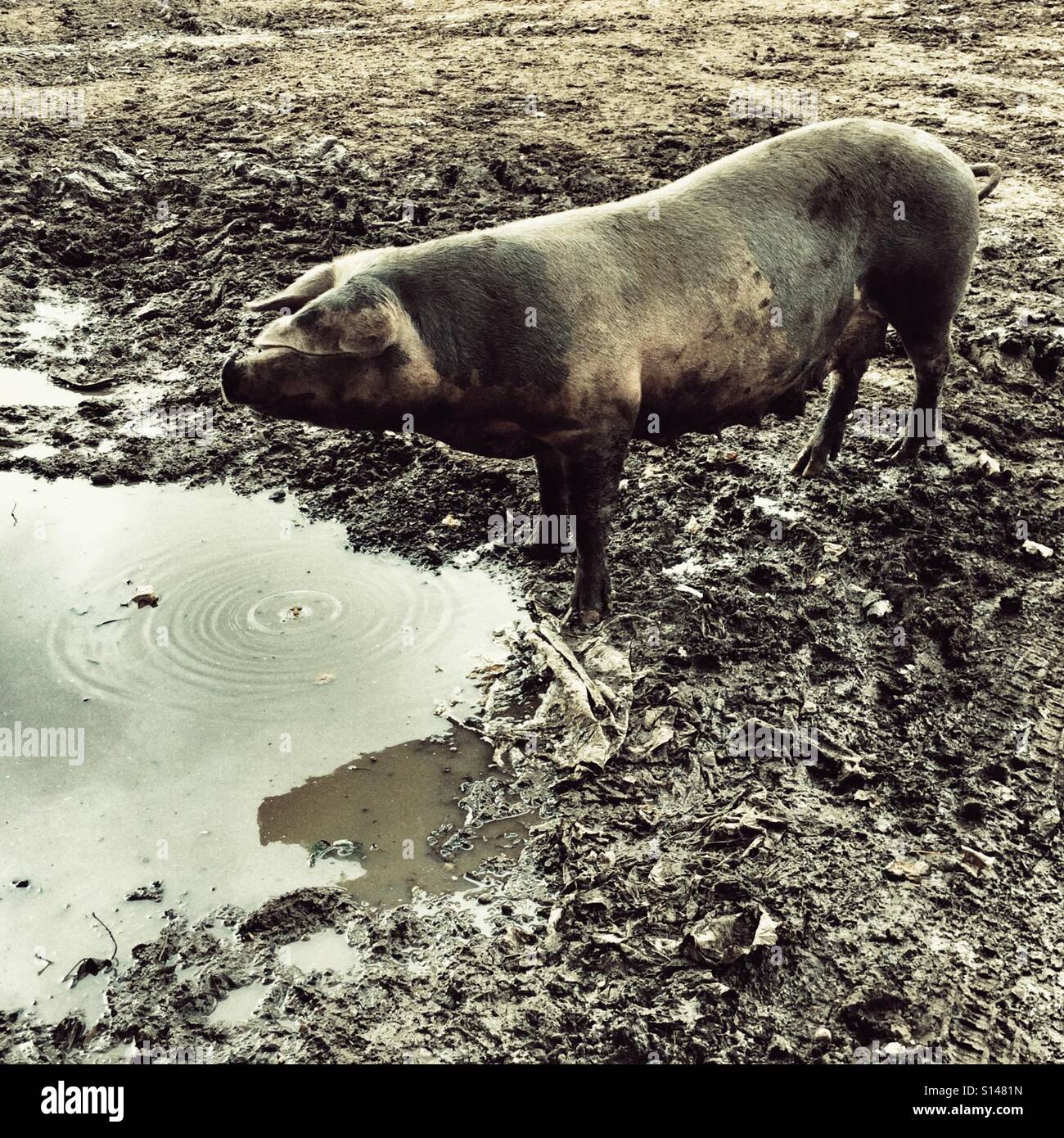 Female pig or sow in a muddy field. - Smartphone Captured Stock Image