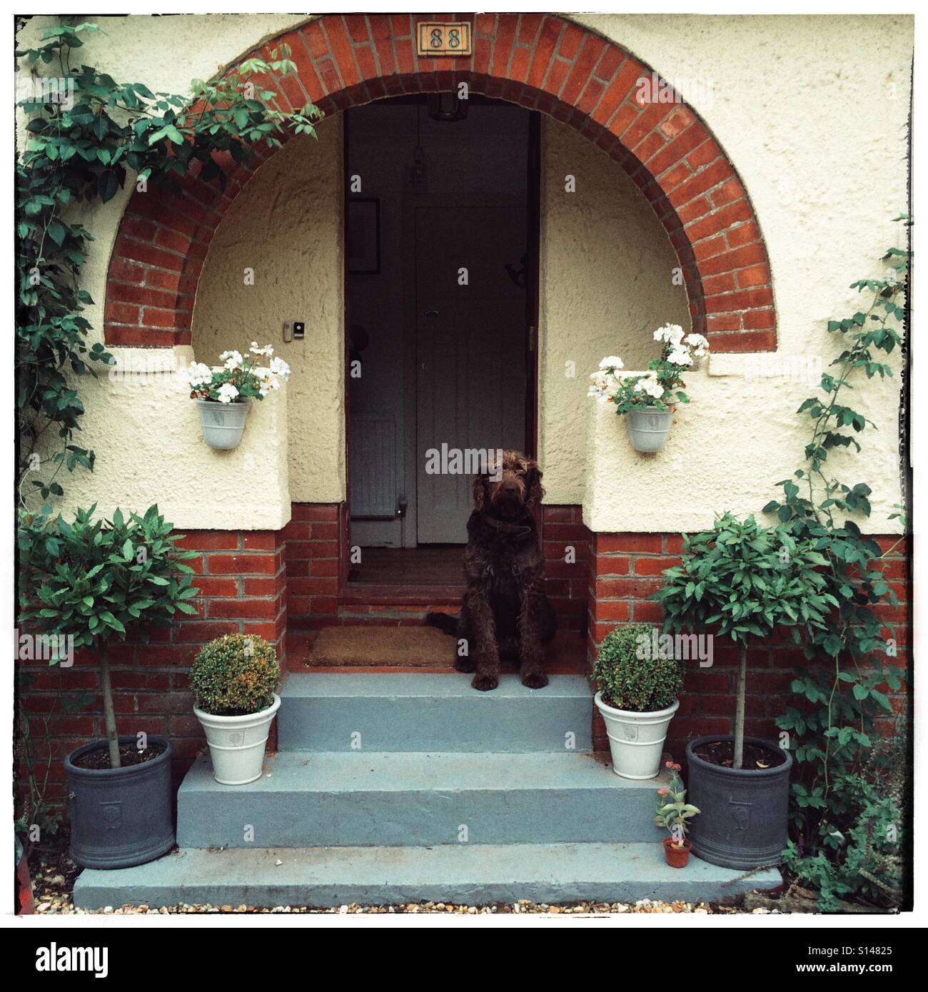 Labradoodle dog waiting on the doorstep. - Smartphone Captured Stock Image
