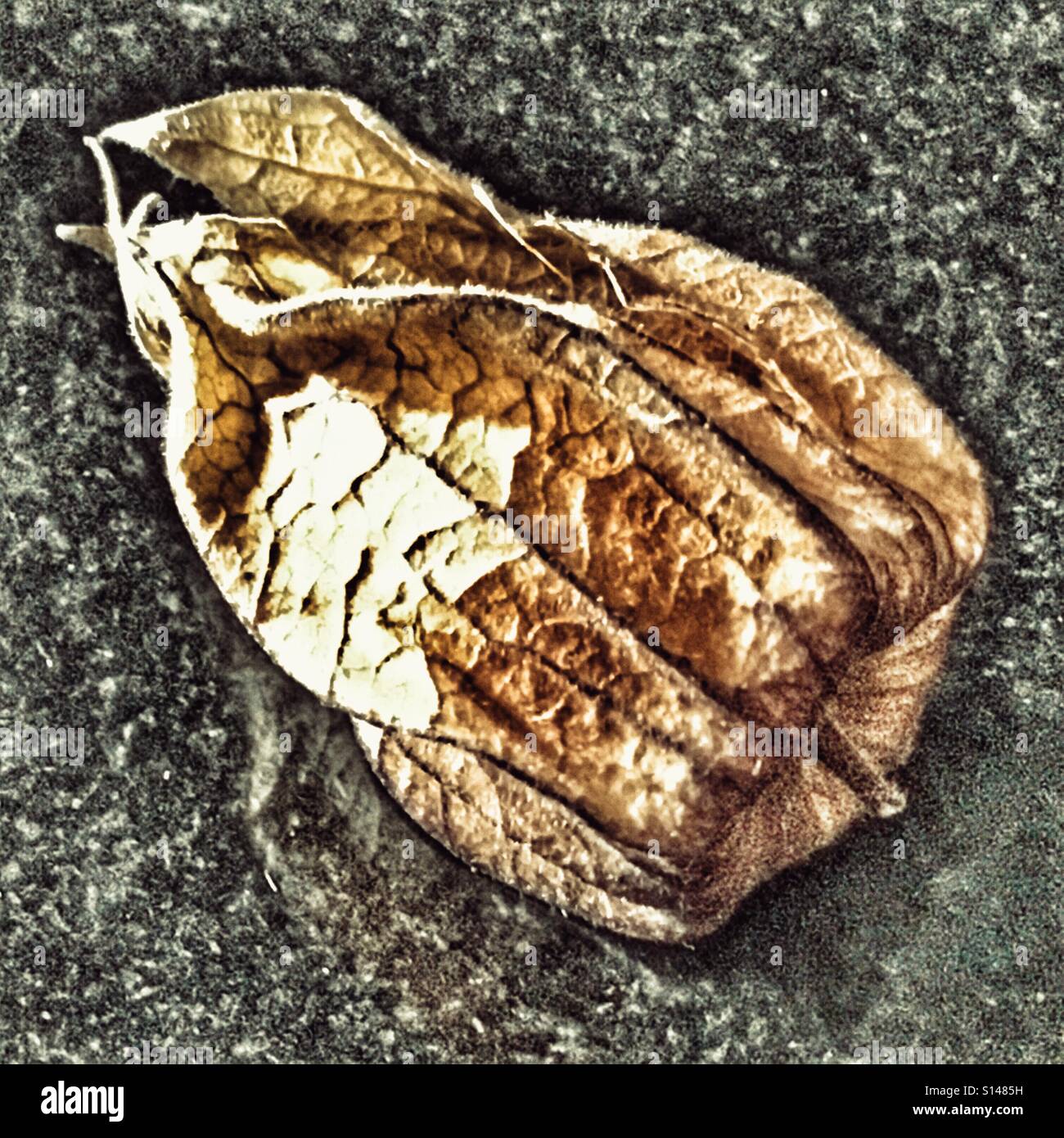 Cape gooseberry. Physalis peruviana - Smartphone Captured Stock Image